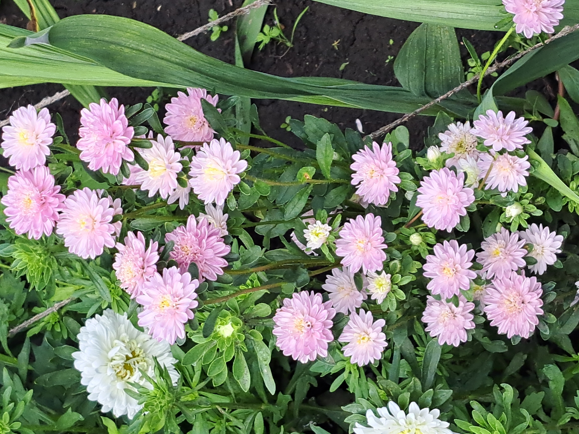 A high-angle, full-frame shot showcases a dense bed of blooming aster flowers in varying shades of pink and a single white aster, set against a backdrop of dark soil and lush green foliage. The flowers, characterized by their densely packed, delicate petals and yellow centers, are the primary focus. The scene appears to be in an outdoor garden setting, potentially in Chernetsk, Russia, given the provided context. The lighting is natural, highlighting the textures and colors of the flowers and leaves. There are no people or animals visible in the image.