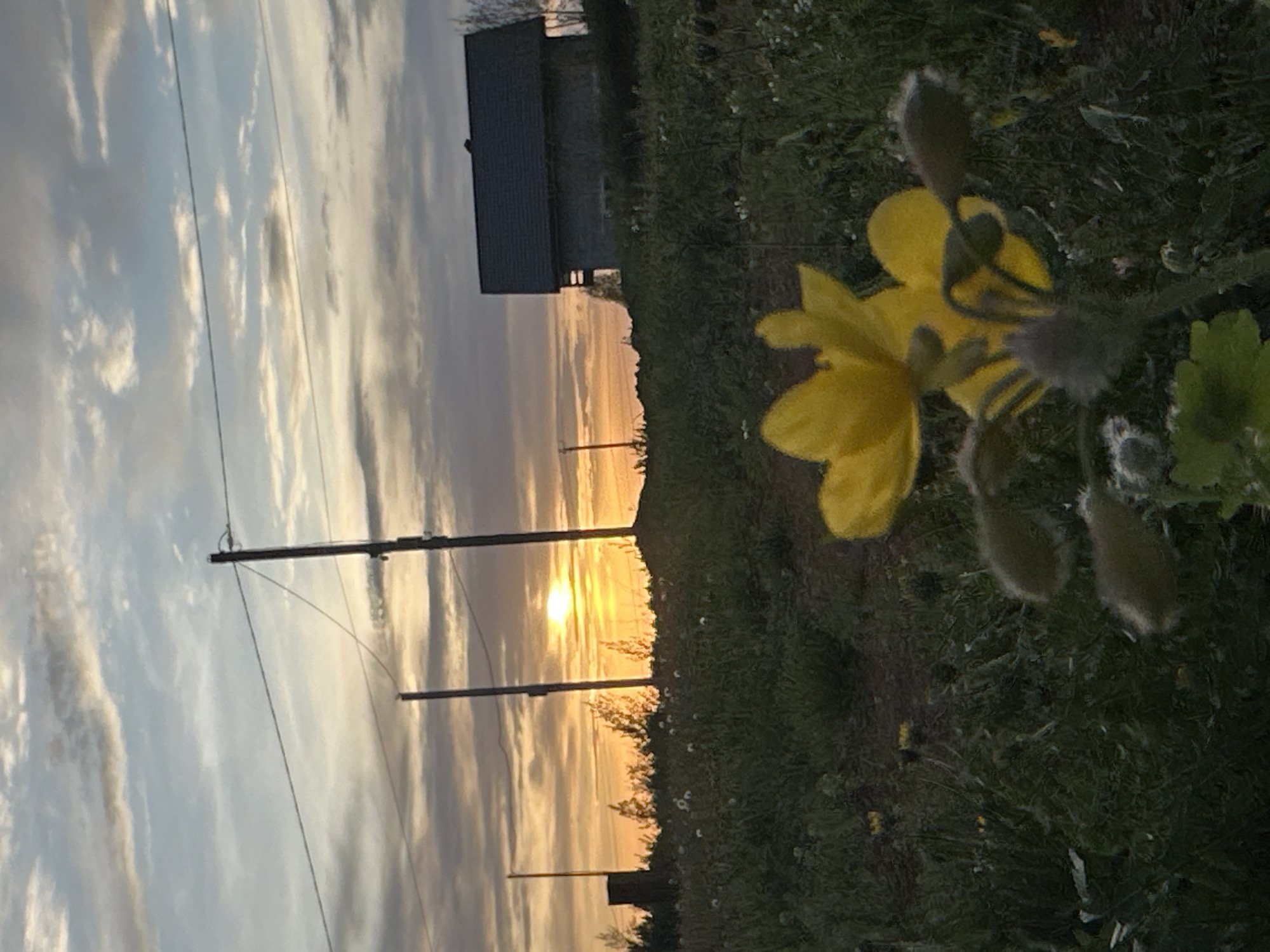 The image depicts a sunset over a landscape in or near Прикамский, Russia. In the foreground, a yellow flower with accompanying buds is visible. Power lines and utility poles stretch across the horizon where the sun sets, creating a golden hue in the sky and illuminating the clouds. The overall landscape appears to be rural or suburban, with a small building visible amidst the greenery.