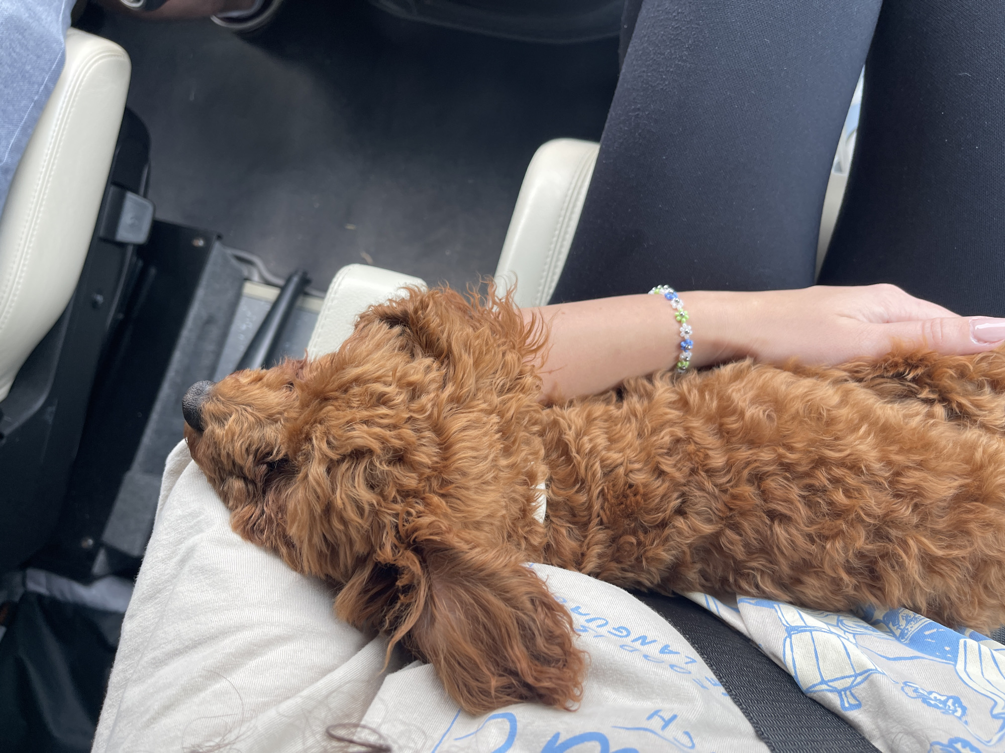 An overhead shot captures a tranquil interior scene within a vehicle in Anton, Bulgaria. A small, reddish-brown dog, appearing to be a poodle or doodle with curly fur, lies peacefully on its left side, head resting on a light cream-colored fabric that covers a person's lap. The dog's black nose is visible pointing upwards, and its floppy ears are tucked into the fabric. A person's left arm gently cradles the dog, with a beaded bracelet featuring small blue, green, and white floral patterns adorning the wrist. The person is wearing black leggings. The background reveals two light beige or cream-colored vehicle seats with visible stitching, along with dark-colored floor carpeting. A dark gray interior component is partially visible near the person's left side. The scene is illuminated by ambient daylight.