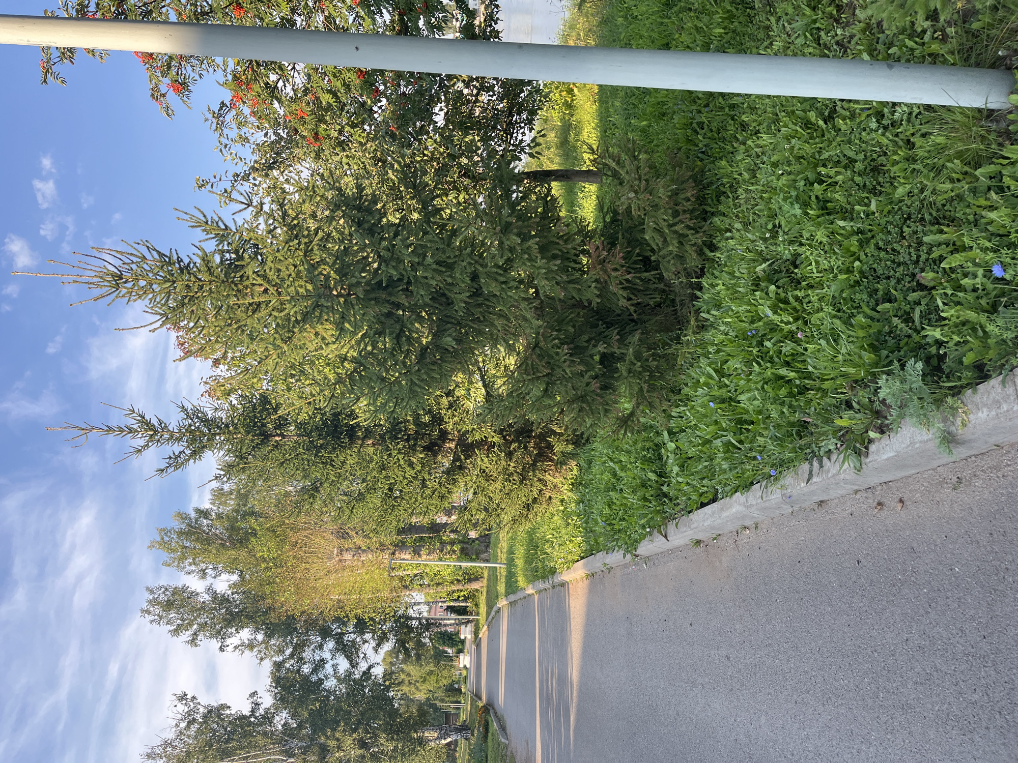 The image depicts a paved pathway in the city of Tugay, Russia, bordered by a concrete curb and lush green grass. Several trees are visible, including coniferous trees and deciduous trees with some yellowing leaves, suggesting it is late summer or early autumn. In the background, more trees and some buildings can be seen. The sky is blue with scattered white clouds. A light-colored pole stands on the right side of the image, partially obscuring a tree with red berries. The pathway recedes into the distance, lined with trees and greenery, creating a park-like atmosphere. The lighting suggests it is daytime, with sunlight casting shadows across the path. No people are present in the image.