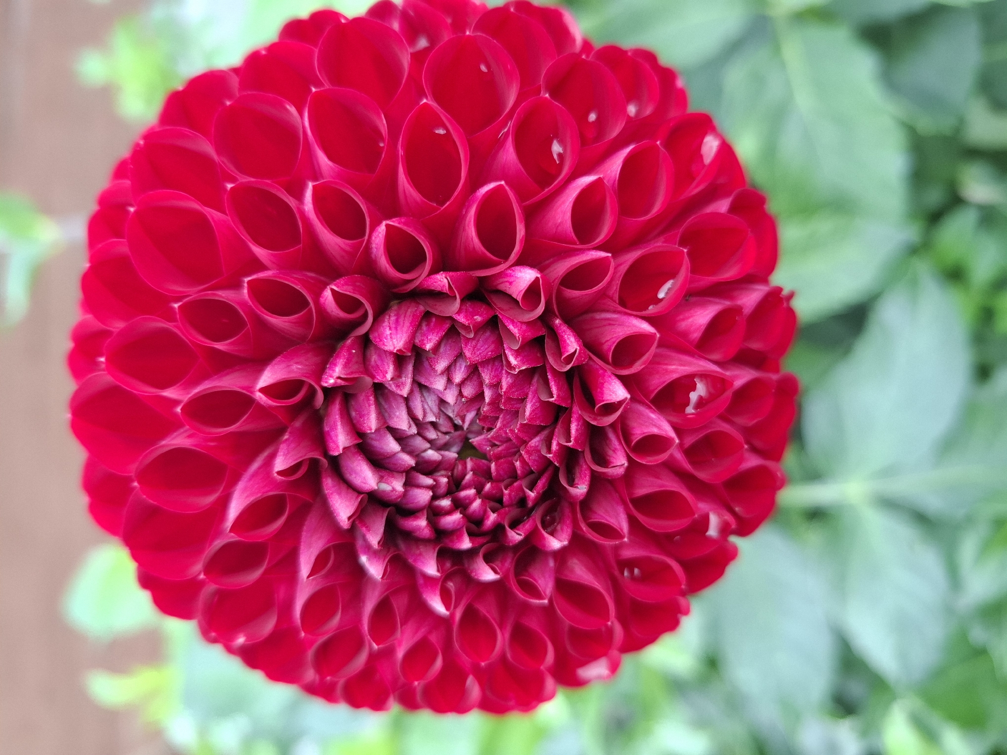 This is a close-up, vertical, eye-level, outdoor, daylight shot of a vibrant red dahlia flower. The flower is the sole subject and fills the majority of the frame. Its petals are tightly curled inwards towards the center, creating a complex, almost geometric pattern. Small water droplets are visible on some of the petals. The background is a soft blur of green leaves and a hint of a muted brown surface, suggesting an outdoor garden setting. There are no people, actions, or interactions visible. The image does not provide any information about the city of Tyumen, Russia.