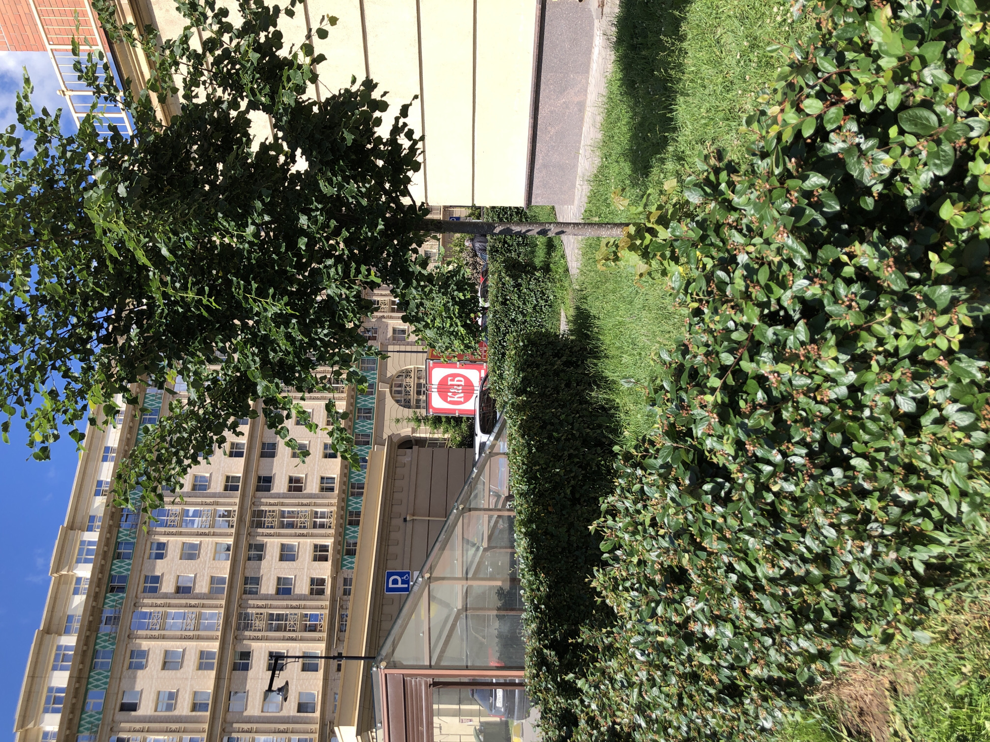 In Saint Petersburg, Russia, this image captures a tree in front of a large, light-colored building with multiple floors and numerous windows. The building features decorative horizontal bands of green and white. To the left of the tree, there is a glass-enclosed structure, possibly a bus stop or shelter, with a blue parking sign and a blue disabled parking sign. Adjacent to this structure is a manicured hedge. Further to the right of the tree, a red sign with white lettering is visible. The ground is covered in grass, and there are more hedges and a sidewalk. The sky is blue with some clouds.