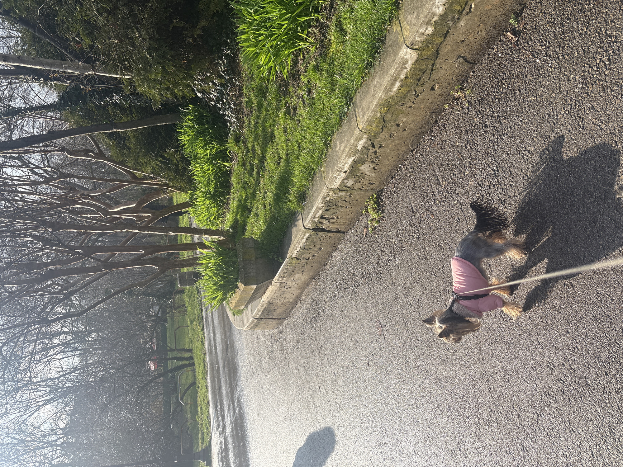 The image captures a street scene in Varna, Bulgaria. The focus is a small, terrier-type dog wearing a pink coat, walking on a paved path or road. The dog is on a leash, held by someone out of frame, casting a shadow on the ground. To the left, the path is bordered by a raised concrete curb and a grassy area where the presence of sunlight suggests spring or early summer. Bare trees line the edge of the park, and sunlight breaks through the branches, creating dappled lighting on the path. In the background, parts of the park's infrastructure are visible. The overall impression is of a sunny day in an urban park.