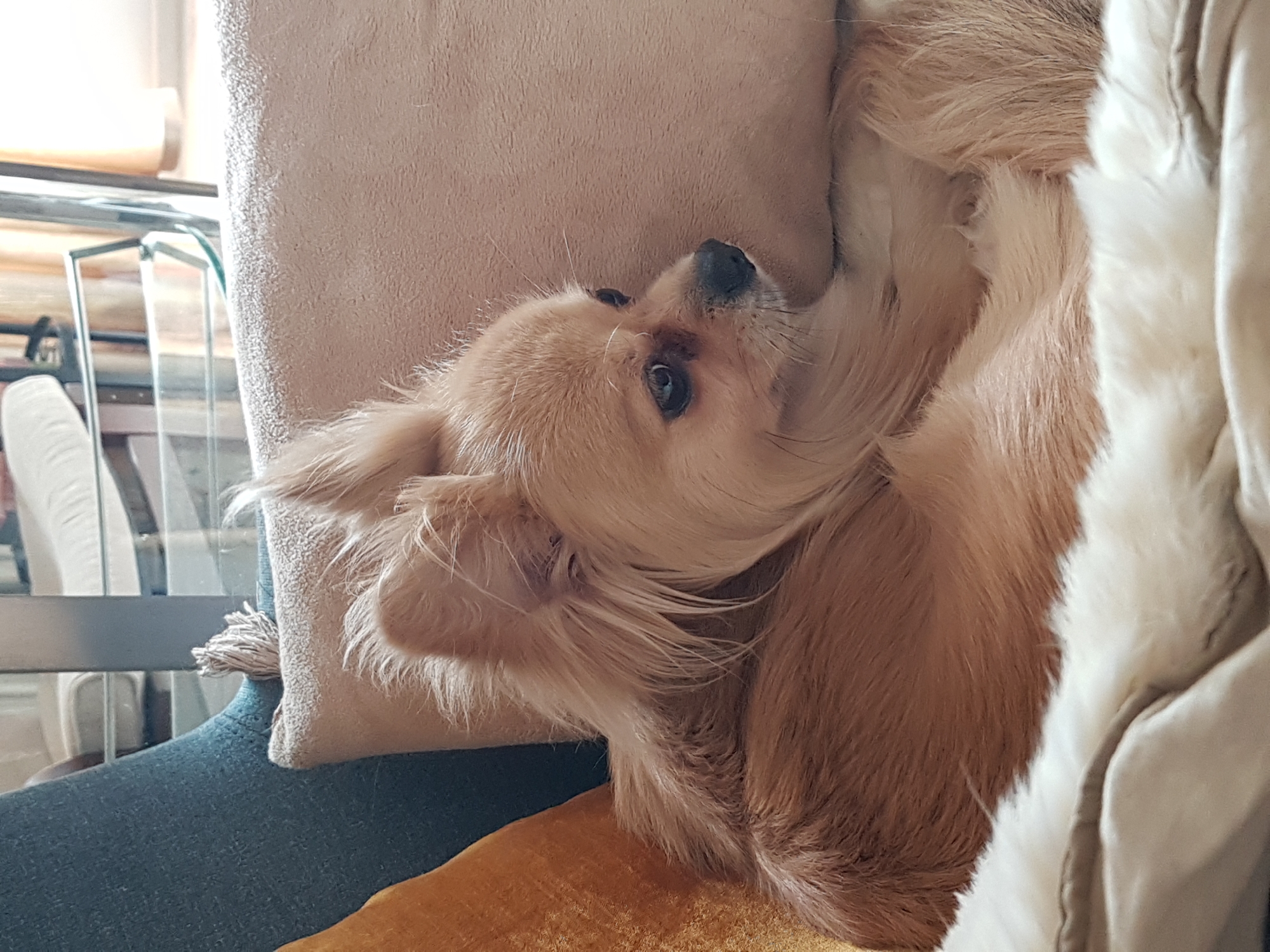 A medium shot depicts a light brown, long-haired dog lying on a light beige cushion of a chair. The dog's head is tilted upward, looking at the camera. The chair also features a blue cushion and a yellow cushion. Part of a glass-topped table is visible in the background. The location is unknown; no details indicate it is Saint Petersburg, Russia.