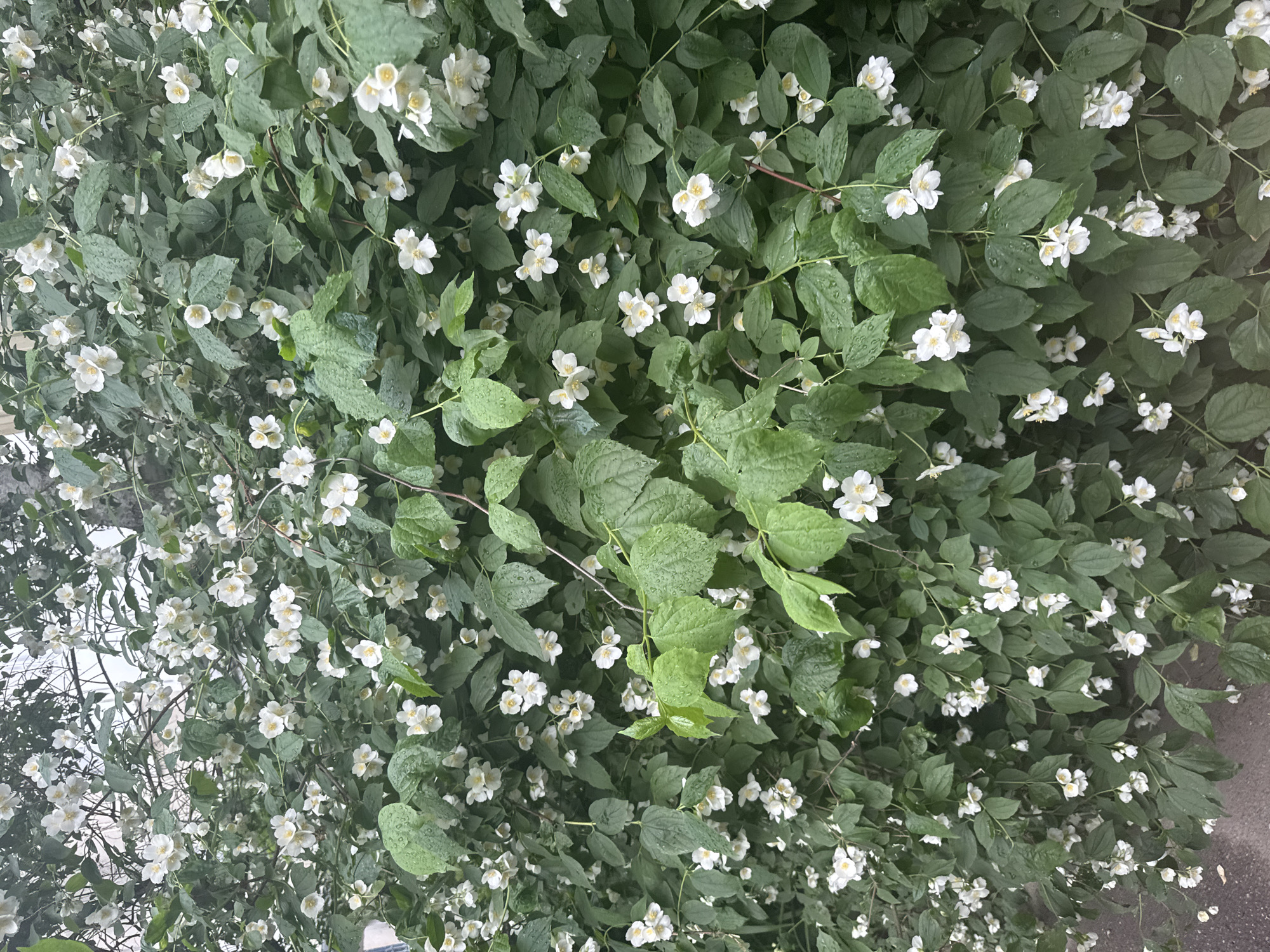 The image presents a dense, vibrant close-up of a flowering bush, predominantly featuring small, white blossoms amidst lush green foliage. The white flowers are abundant, each typically displaying five petals and a distinct yellow-orange center, strongly resembling jasmine or mock orange. Numerous green leaves are visible, many of which bear small water droplets, suggesting recent rain or irrigation. The plant's intricate network of thin, dark stems and branches is interwoven throughout the leaves and flowers. The overall scene conveys a sense of natural beauty and freshness. The background is almost entirely filled by the plant itself, with slight hints of a lighter, indistinct area (possibly sky or a structure) towards the upper left, and a darker ground surface, possibly pavement, at the bottom right. The lighting appears natural and soft, indicating daylight conditions. No specific activity is occurring, and there are no people or visible text in the image.