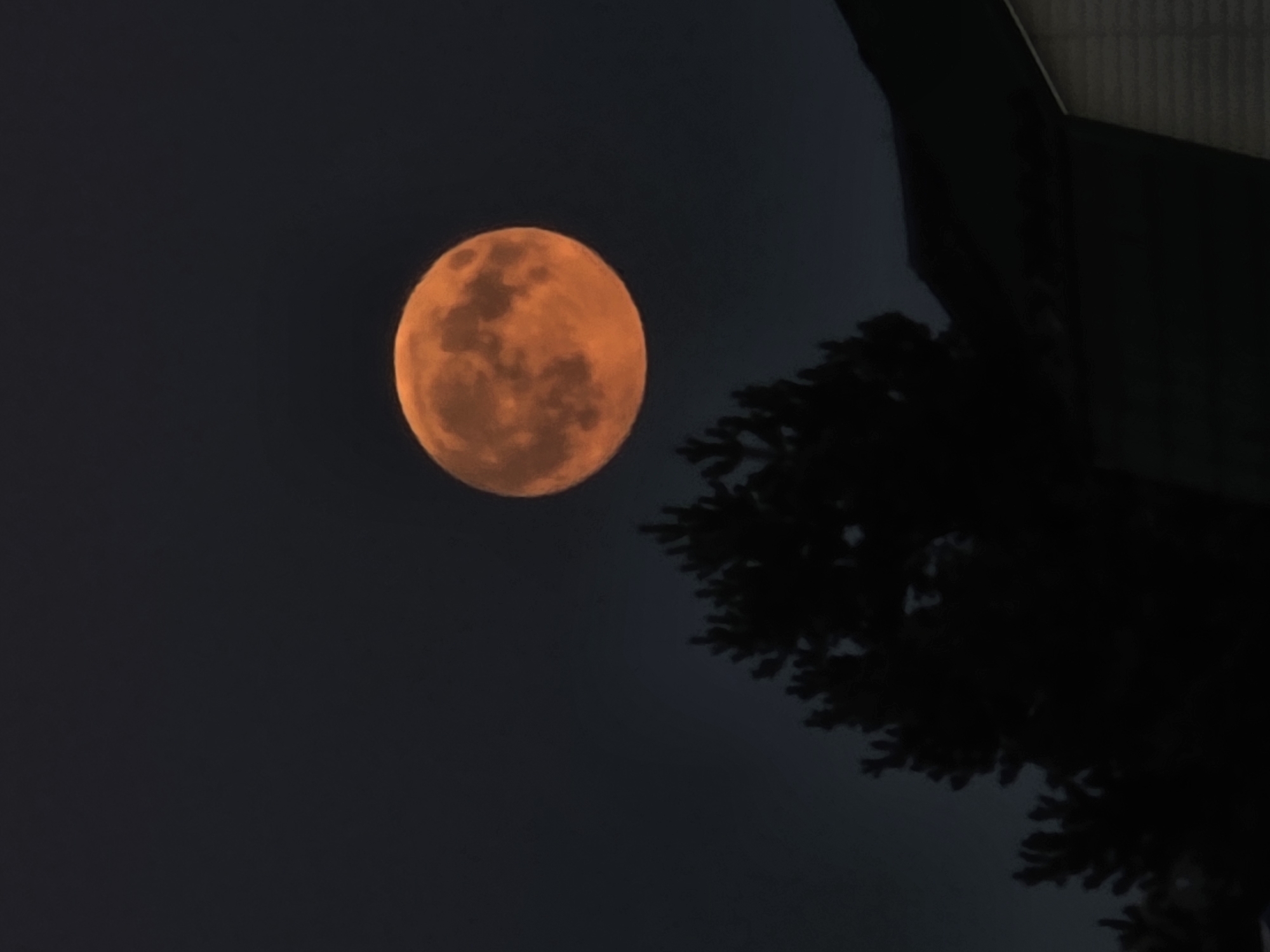 A full, orange moon hangs in a dark, dusky sky. Silhouetted against the moon and sky are the dark, spiky branches of a conifer tree and the dark, sloped roof of a building. The moon is the dominant subject, its surface marked by visible craters and variations in light and shadow. The overall scene is a night landscape, with a feeling of quiet and solitude. The image does not contain any identifiable landmarks that would suggest a specific location in Rechitsy, Russia.