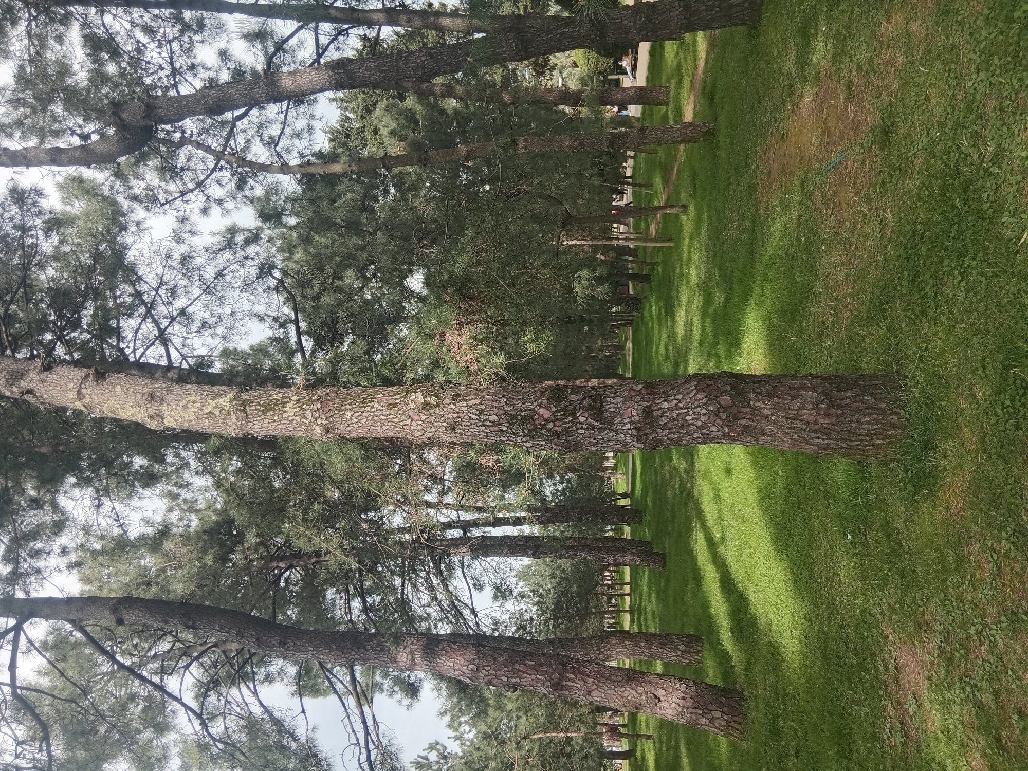 The image depicts a park in Batumi, Georgia, characterized by tall, mature pine trees lining a grassy area. The trees have thick, textured bark and branches that reach towards the sky. The grass is green and unevenly lit, suggesting shadows from the trees. In the distance, picnic tables and benches are visible among the trees, indicating a recreational space. There is no visible evidence of people, subjects, actions, or interactions.