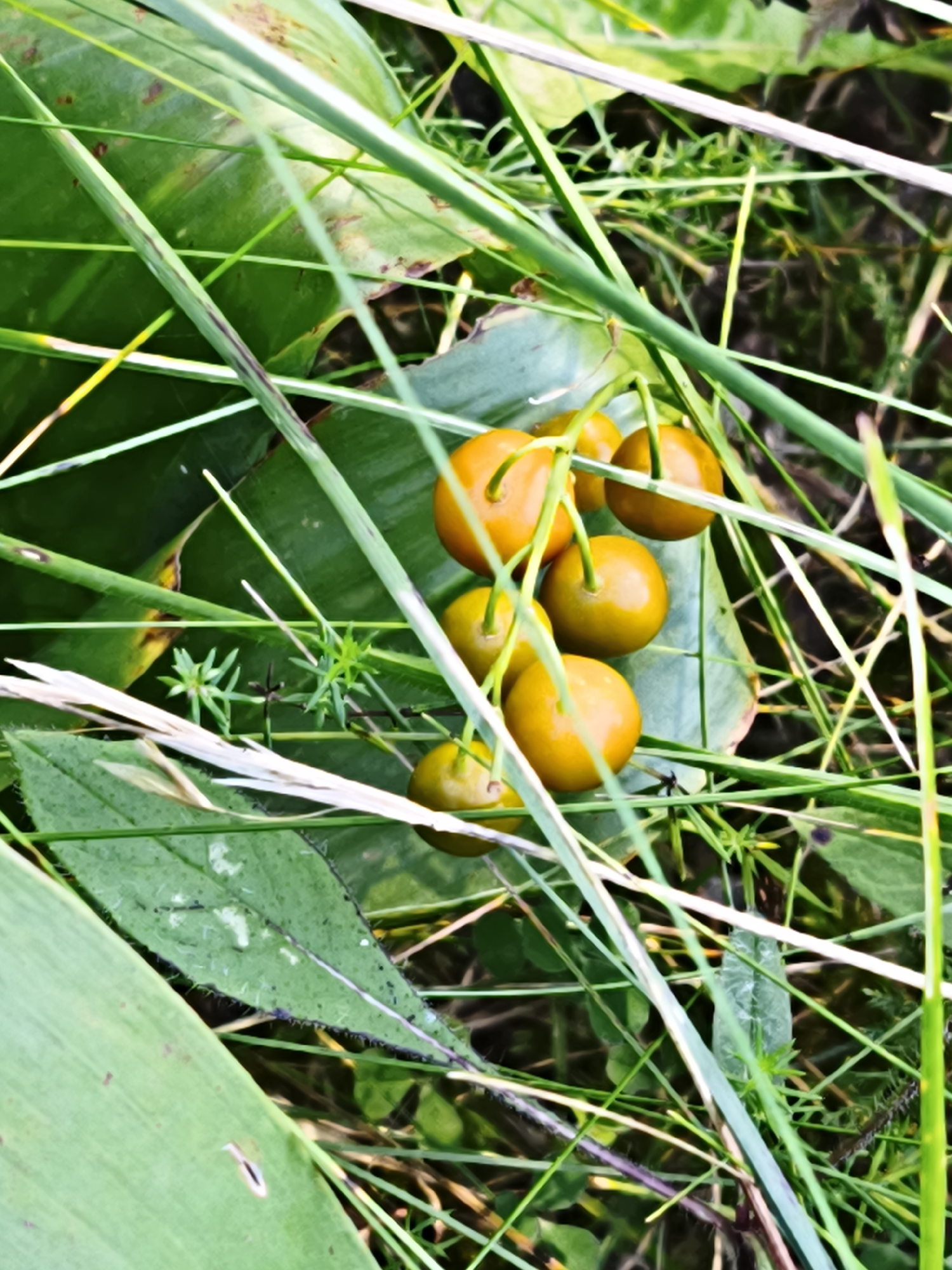 A close-up, eye-level shot captures a cluster of small, round, yellow-orange berries nestled amongst dense green foliage and tall grass. The berries, varying slightly in color from bright yellow to a deeper orange, are clustered together on thin stems. Some of the berries appear shiny, reflecting the light. The surrounding vegetation is a mix of broad, green leaves and thin blades of grass, some of which overlap and obscure parts of the berries. The background is a blur of green and brown, suggesting a natural, outdoor environment. The image was taken in Pedase, Estonia.