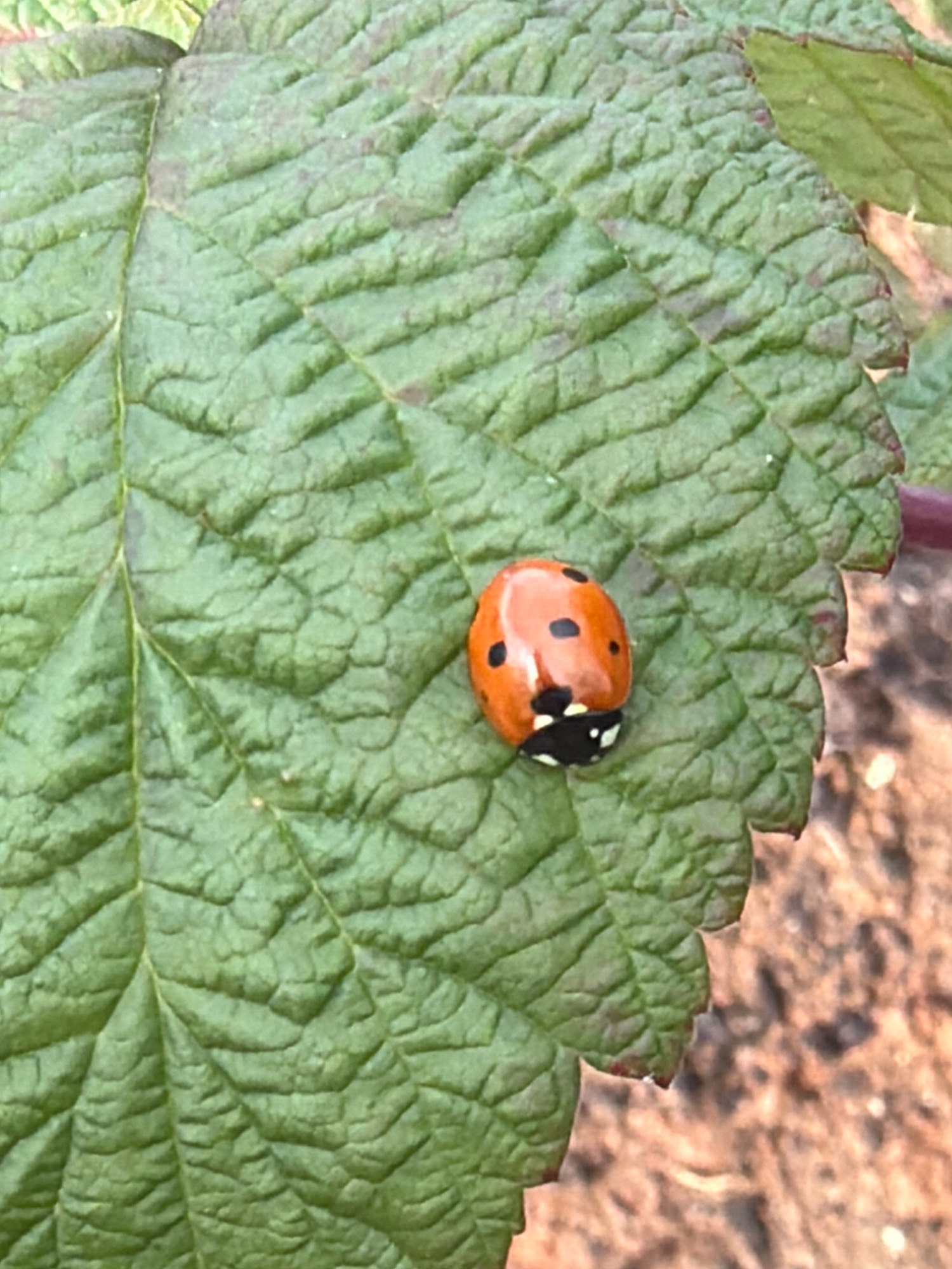 A ladybug is resting on a green leaf, which is part of a plant. The leaf has a textured surface with visible veins and serrated edges. The ladybug is orange with black spots. The background is out of focus and appears to be soil or dirt. The image is a close-up shot, focusing on the ladybug and the leaf. There are no people or any indications of the city of Chaikovsky, Russia.