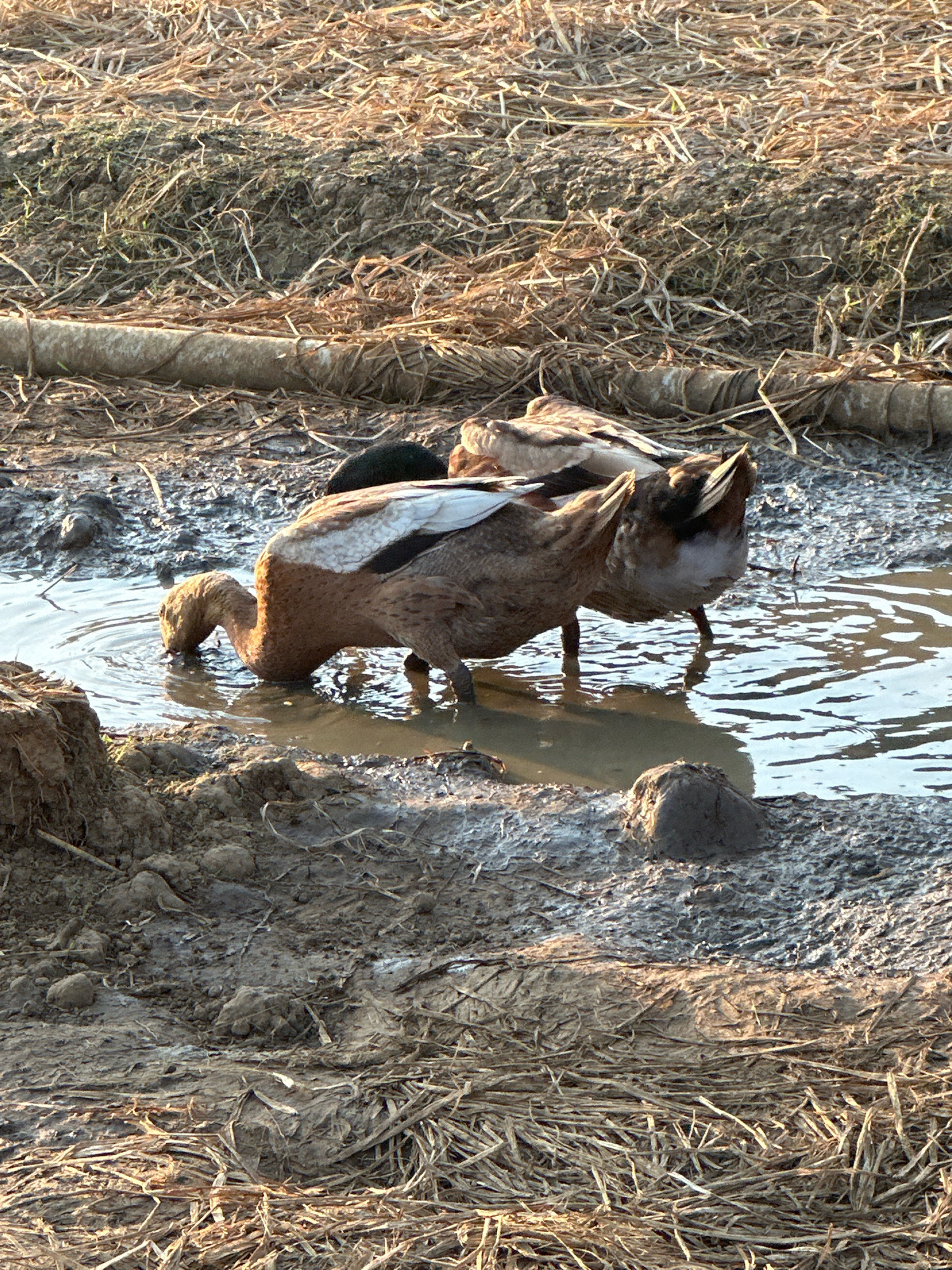 The image depicts two ducks in a muddy pool, surrounded by dry vegetation. The duck in the foreground is reaching its head into the water, appearing to forage. The other duck is partially visible behind it, also in the water. The environment is predominantly natural, with dry grass and mud dominating the scene. There is no indication of the specific location within Margamulya, Indonesia, or any human presence.