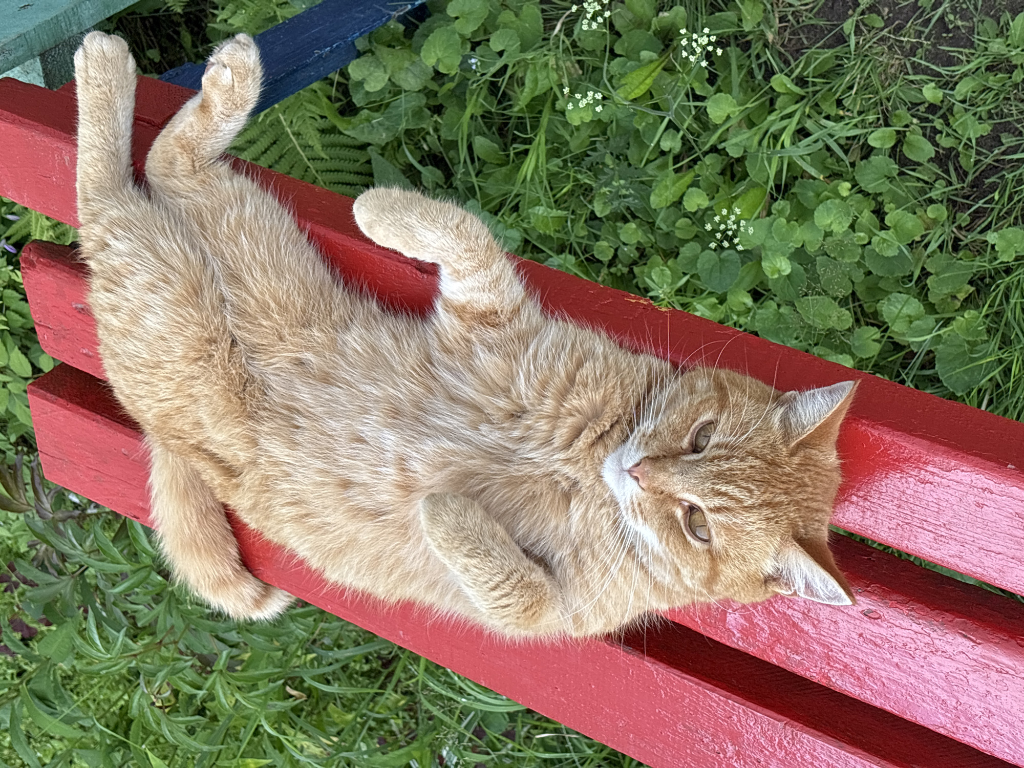 An orange tabby cat is lying on its back on a bright red wooden bench. The bench is outdoors, with lush green grass and foliage surrounding it. The cat's body is relaxed, with its paws in the air. Its head is tilted upwards, and its eyes are open and looking towards the camera. The cat appears to be comfortable and content. The bench is part of a park or garden area in Noviy, Russia.