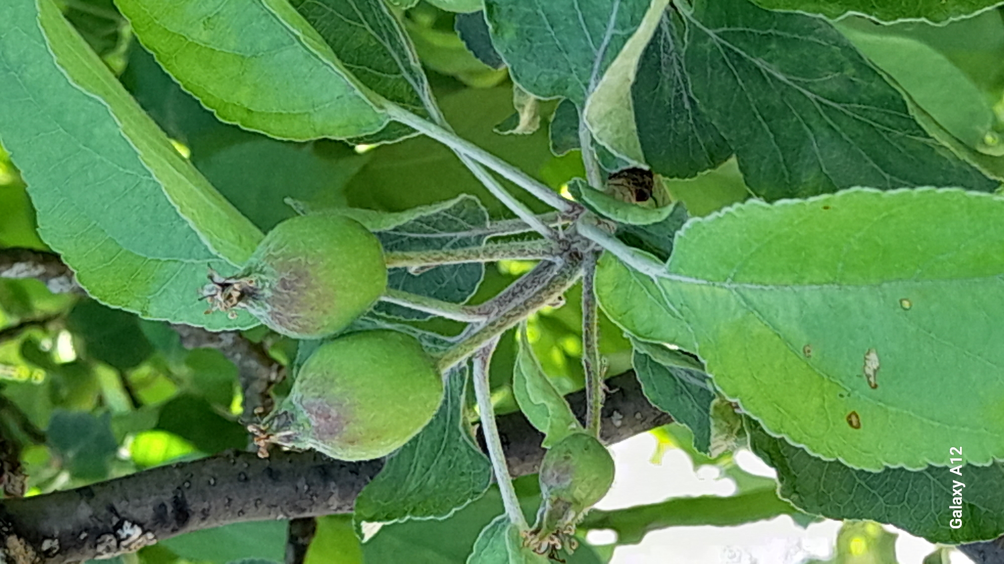 A close-up shot shows two small, green, immature apples growing on a tree branch, surrounded by lush green leaves. The apples are round and have a reddish-brown blush near their stems. The branch is rough and textured, with smaller, fuzzy stems extending to support the developing fruit. The background is a blur of green foliage and dappled sunlight, suggesting an outdoor setting in a natural environment. The image is a close-up of a tree branch with developing fruit.