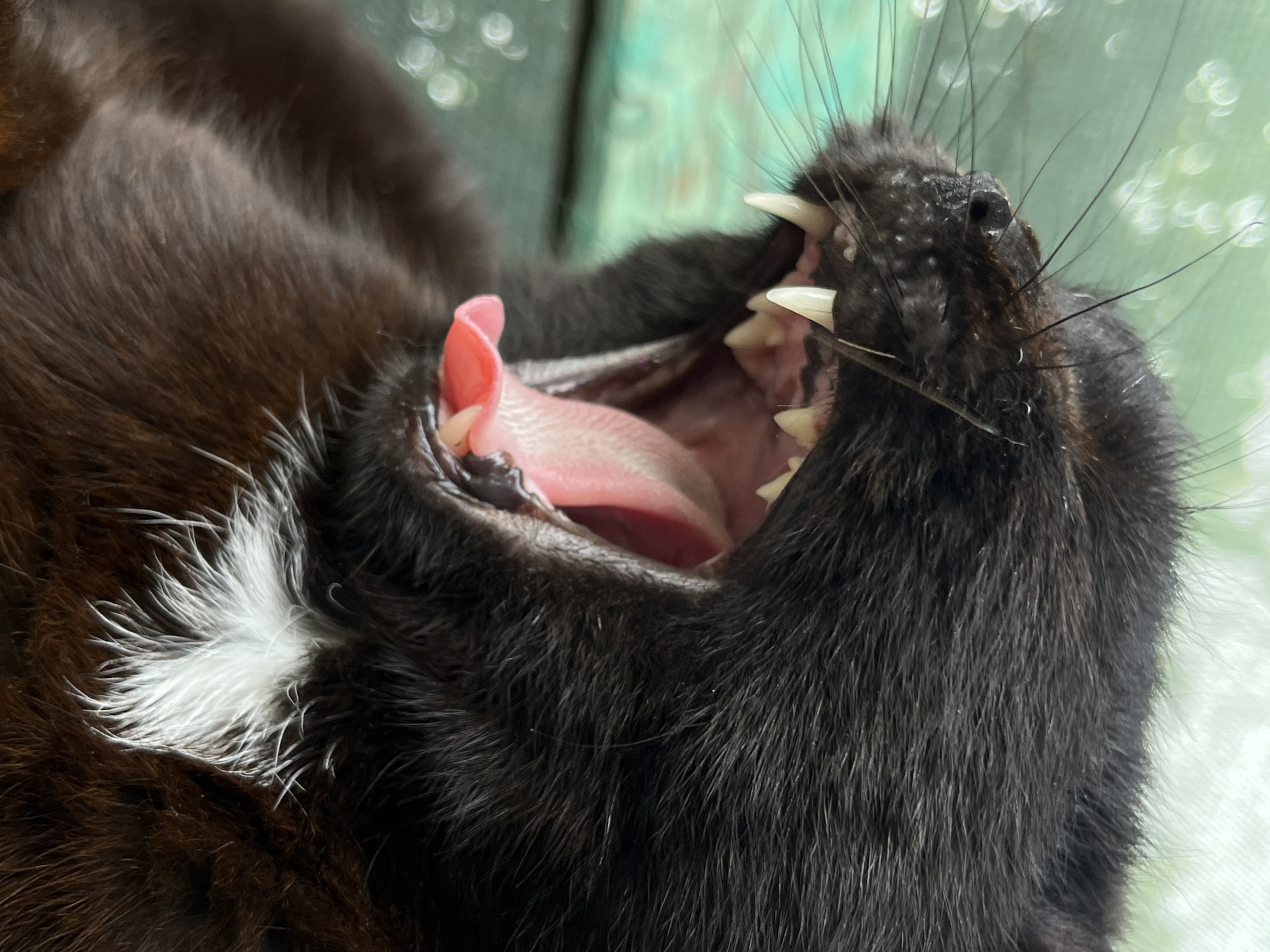 The image shows a close-up of a black cat with white markings, yawning and revealing its pink tongue and sharp teeth. The cat's whiskers are visible, extending outwards. The background appears blurry, possibly an outdoor setting with green and white hues. The image doesn't provide any information about Novopokrovskaya, Russia.