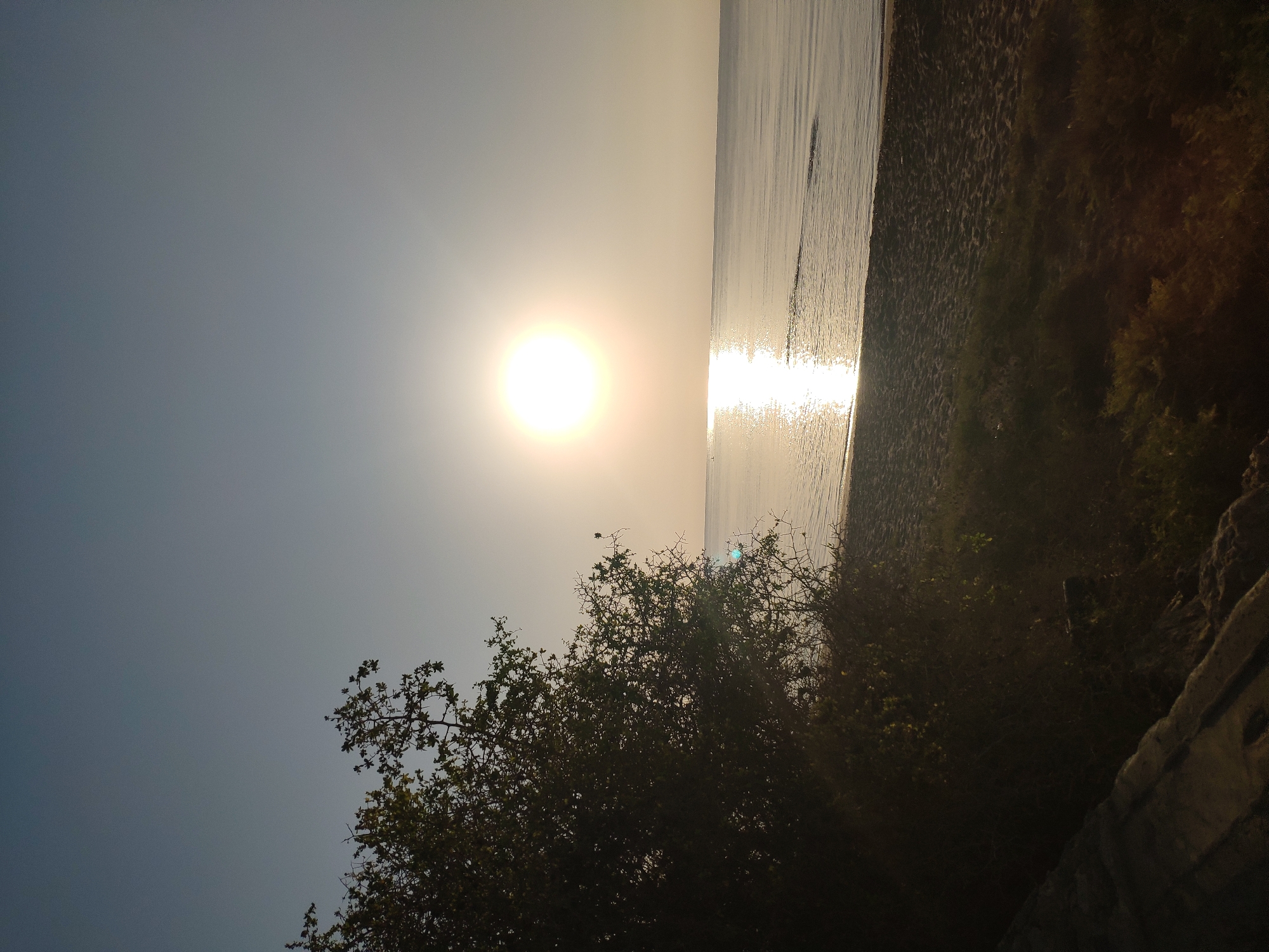 The image depicts a serene beach scene at sunrise or sunset, with the sun positioned in the upper right quadrant of the frame, casting a bright reflection on the calm sea. A silhouette of a dense, leafy tree occupies the left side of the image, extending from the foreground towards the water. The foreground consists of a sandy beach with some low-lying vegetation. The ocean is vast and tranquil, with a clear horizon line separating it from the pale sky. The overall atmosphere is peaceful and natural, suggesting a coastal location. It is plausible this scene is located in Trikomo, Northern Cyprus, given the commonality of such landscapes in the region.