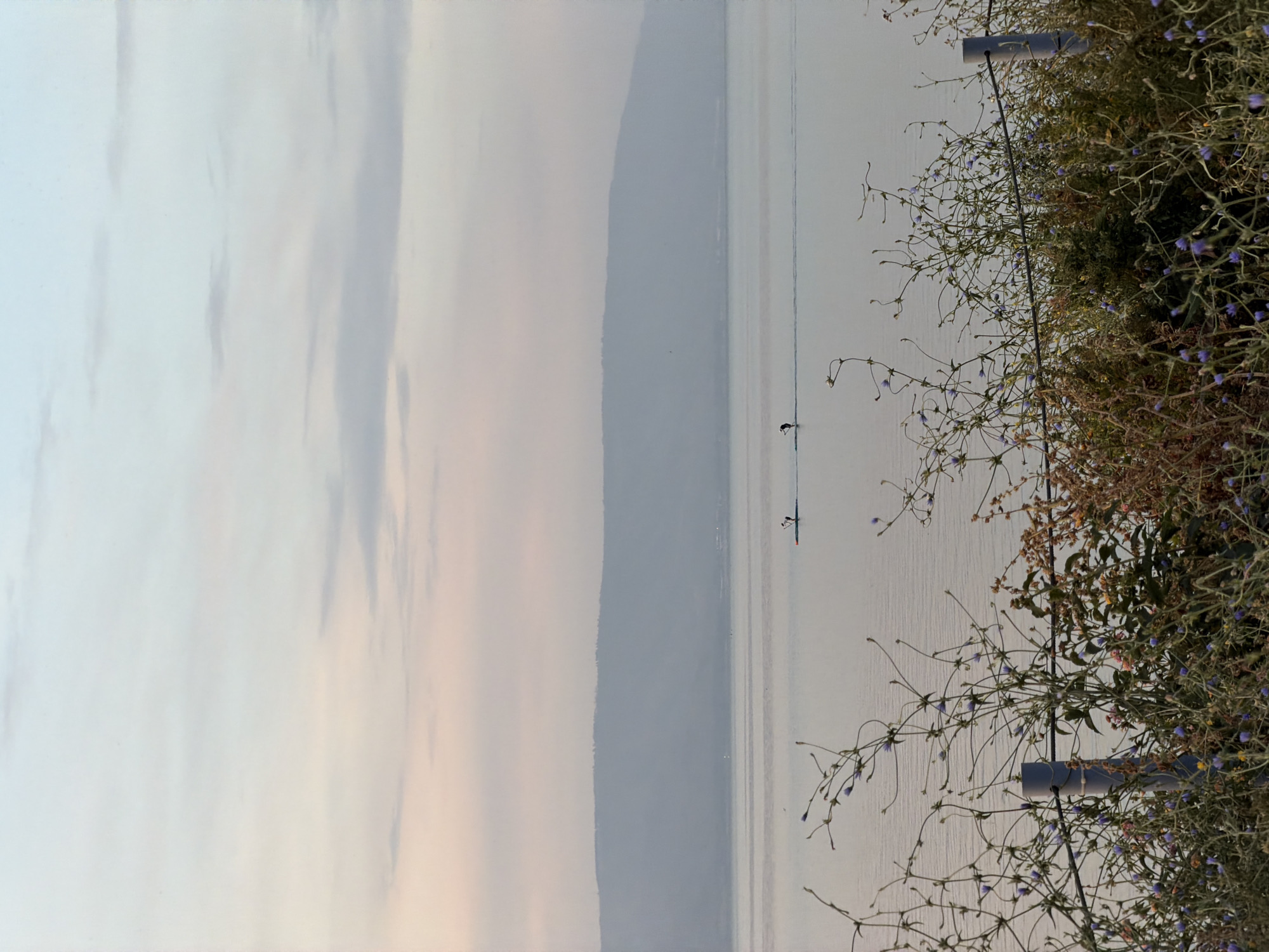 The image captures a waterfront scene, likely along the shores of the Sea of Galilee, within the Emek HaYarden Regional Council, Israel. The Sea of Galilee is observed in the horizontal center of the image. Two people are on the water, participating in water sports. The foreground has plant life, including chicory flowers, and a gray pipe. The sky, with pale tones, fills the left side of the image.