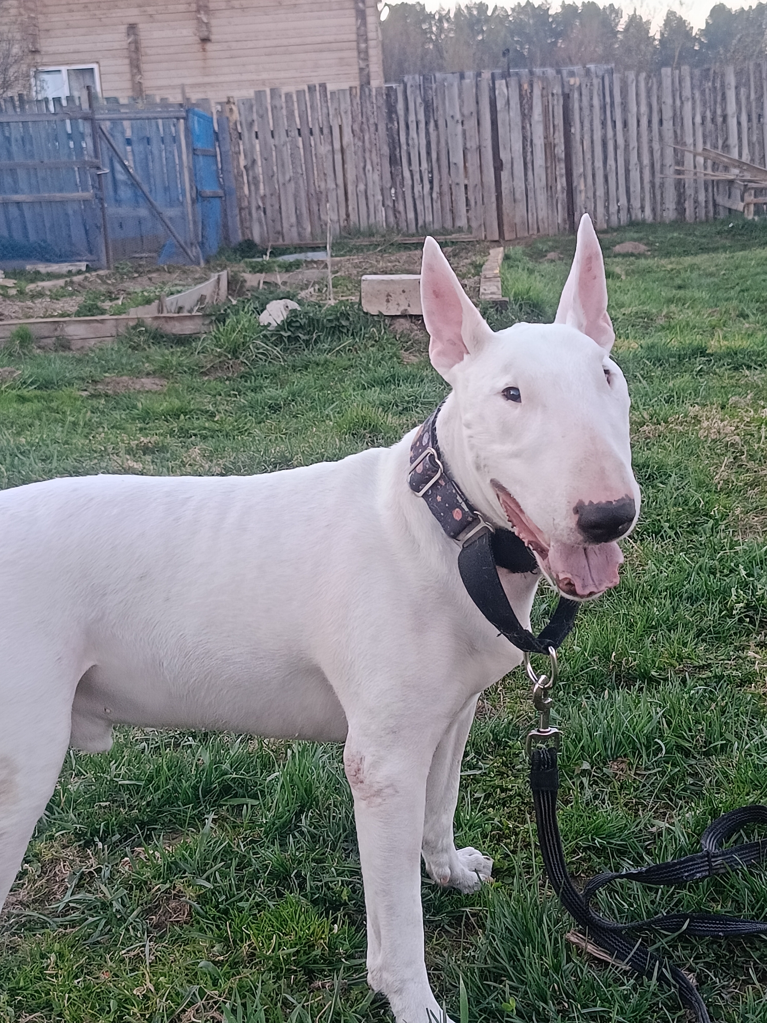 The image depicts a white Bull Terrier standing in a grassy yard. The dog is wearing a patterned collar and a black leash is attached. In the background, there is a wooden fence and a structure, possibly a house, made of wood. The location is Rusalevka, Russia. The time of day appears to be late afternoon or early evening.