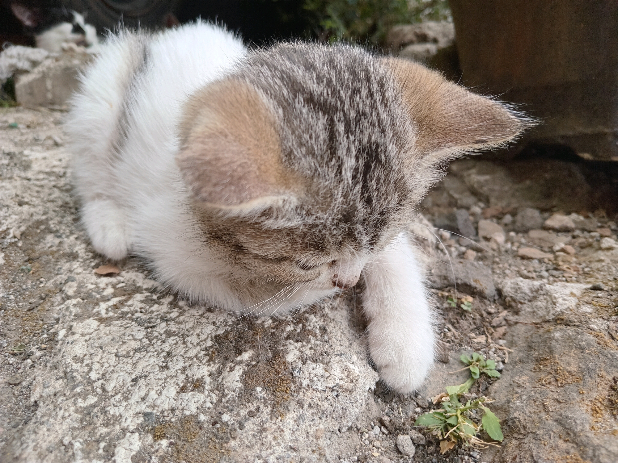 In Claket, Indonesia, a tabby and white kitten lies on a rough, grey concrete surface. The kitten is curled up, with its head bent downwards, suggesting rest or sleep. Its fur is a mix of white and grey tabby stripes, particularly prominent on its head and ears. A white paw is extended forward, resting on the concrete. The background shows more rocks and dirt, with some greenery visible. The lighting appears natural, indicating an outdoor setting.