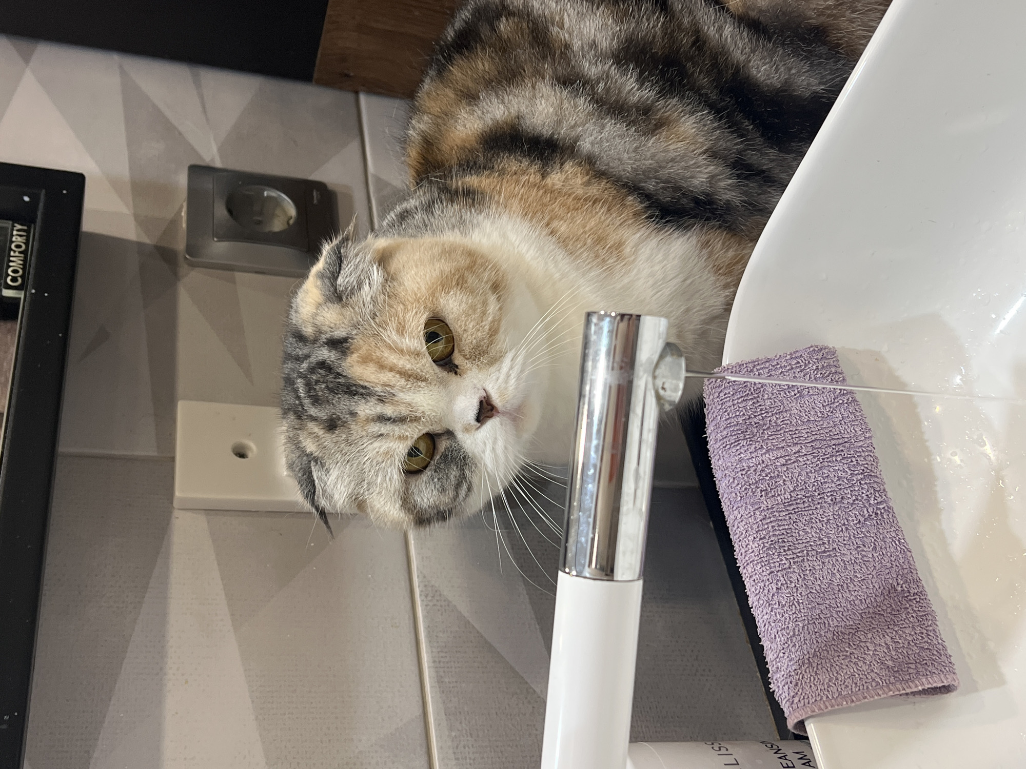 A calico cat with folded ears lies on a white surface, its head tilted downwards towards the camera. The cat's fur is a mix of white, black, gray, and orange patches. Its eyes are wide open with yellowish-green irises. A silver faucet and a small, purple towel are visible in the foreground. The background consists of a tiled wall with a geometric pattern and a black rectangular object with white text. There is also a grey electrical outlet on the wall. The scene appears to be indoors, possibly a bathroom or kitchen, given the presence of a faucet and towel. The lighting suggests daytime. There is no obvious activity taking place, as the cat is resting. Visible text on the black object reads "COMFORTY" and on a white tube in the lower right corner partially visible text reads "CLEANSE" and "IAM".