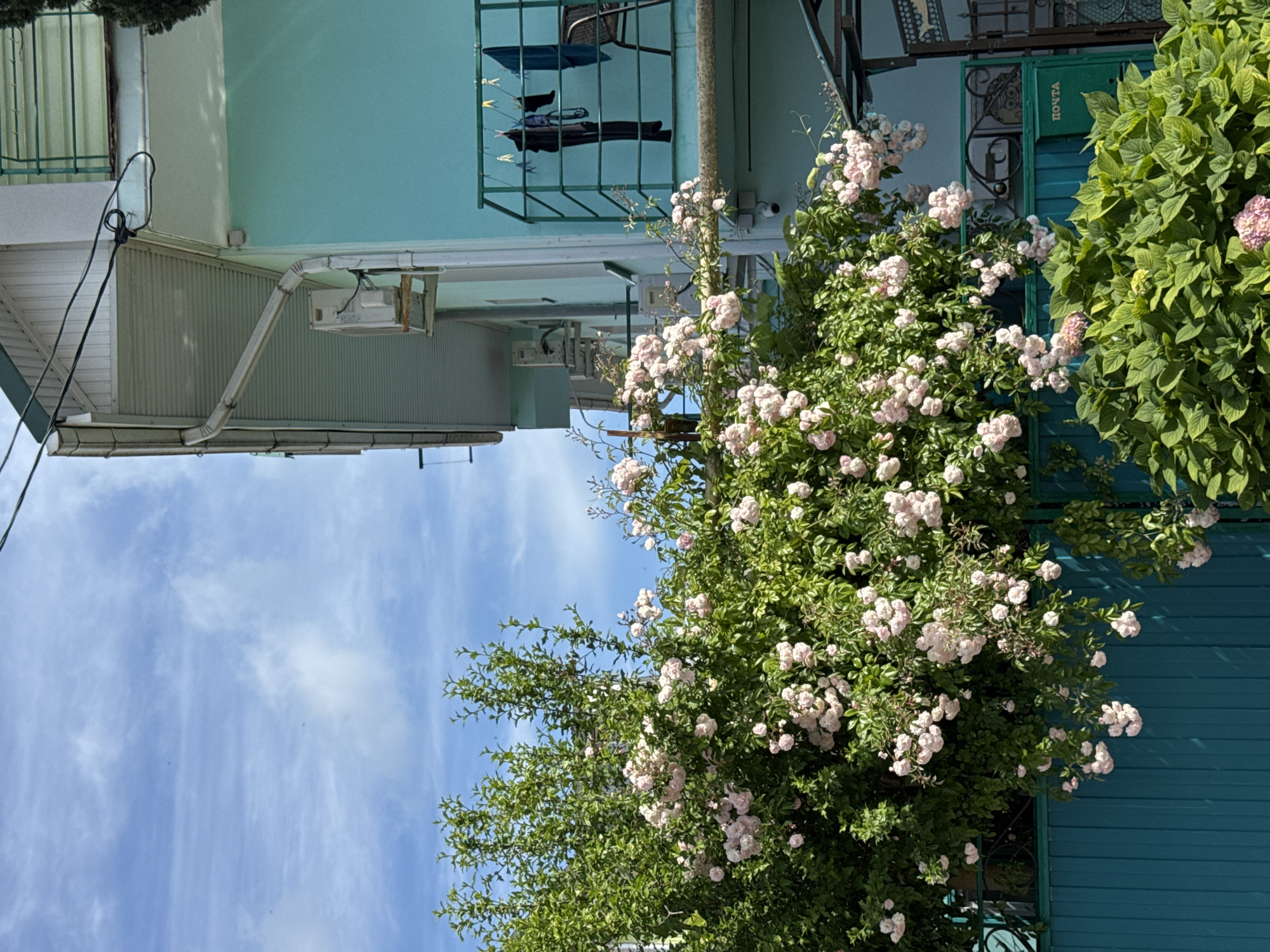 This image captures a residential building with a teal-colored facade in Sochi, Russia, on a sunny day. The building features a balcony with a railing where laundry is hanging, including dark-colored garments and a blue towel, attached with clothespins to a clothesline. A chair is also visible on the balcony. In the foreground, a dense bush with abundant pink roses cascades over a teal-colored fence. Behind the roses, a green mailbox with the Russian word "ПОЧТА" (meaning "POST") is mounted on the fence. The sky is blue with scattered white clouds. An outdoor air conditioning unit is mounted on the exterior wall of the building.