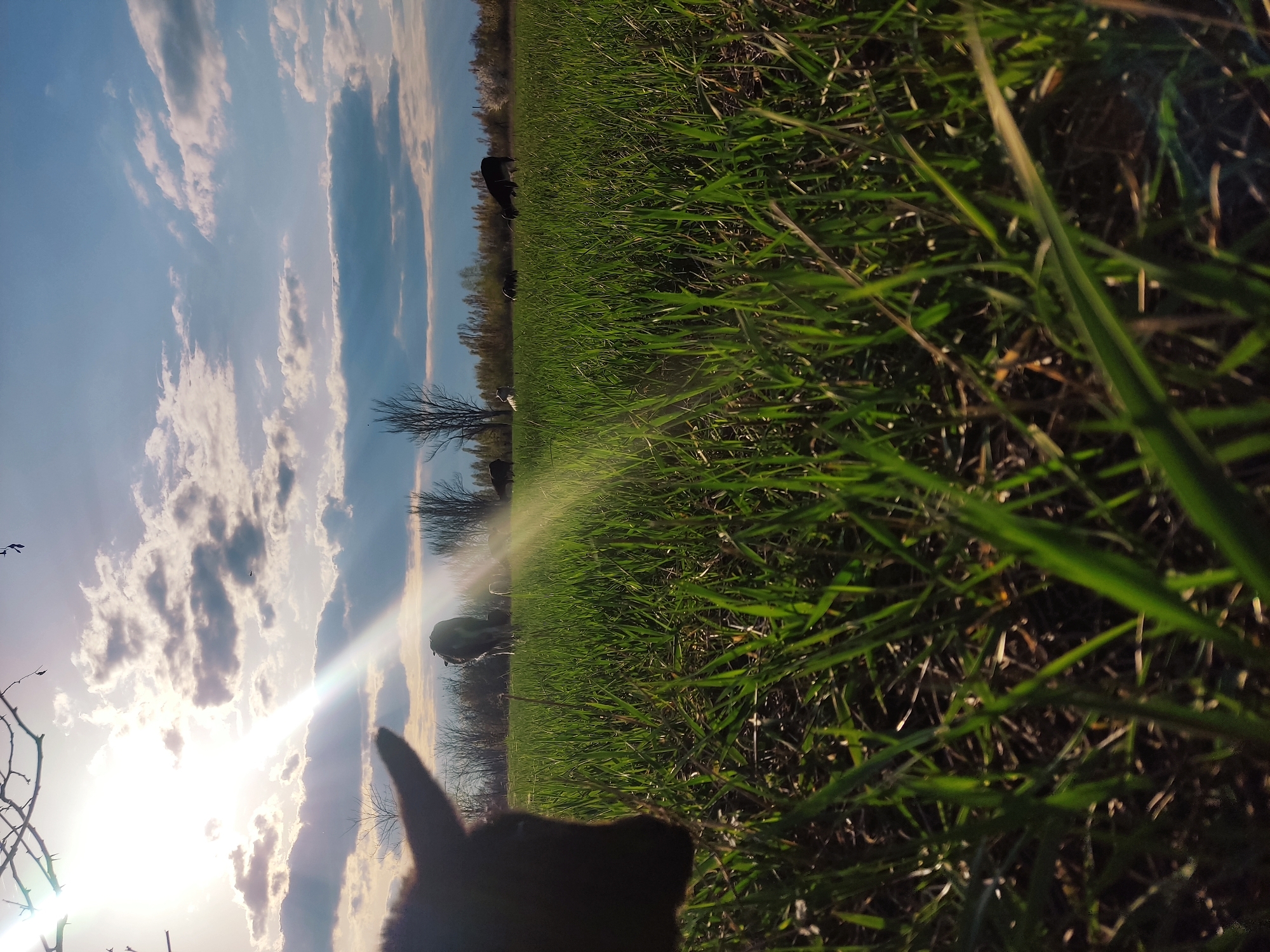 This media file presents a low-angle, immersive view of a rural landscape in Maloivanivka, Ukraine, bathed in the warm light of what appears to be either sunrise or sunset. The perspective is from within a field of vibrant green grass, with the camera positioned close to the ground.
In the immediate foreground, a dark, out-of-focus silhouette, possibly an animal's head or ear (likely a dog or a small grazing animal), is visible in the lower-left corner, pointed towards the bright light source. The mid-ground is dominated by a dense expanse of lush, green grass. Scattered across this field are several dark silhouettes of larger animals, likely cattle, appearing to graze or stand peacefully.
The upper portion of the image features a bright blue sky adorned with scattered white and grey clouds, some streaky and others more puffy. A brilliant sunburst with prominent lens flare emanates from the lower-left area of the sky, creating a strong highlight and indicating the low position of the sun. A narrow line of bare trees or bushes forms the distant horizon, separating the field from the sky. The overall impression is one of natural tranquility during the golden hour in an open pasture. There is no visible text in the image.