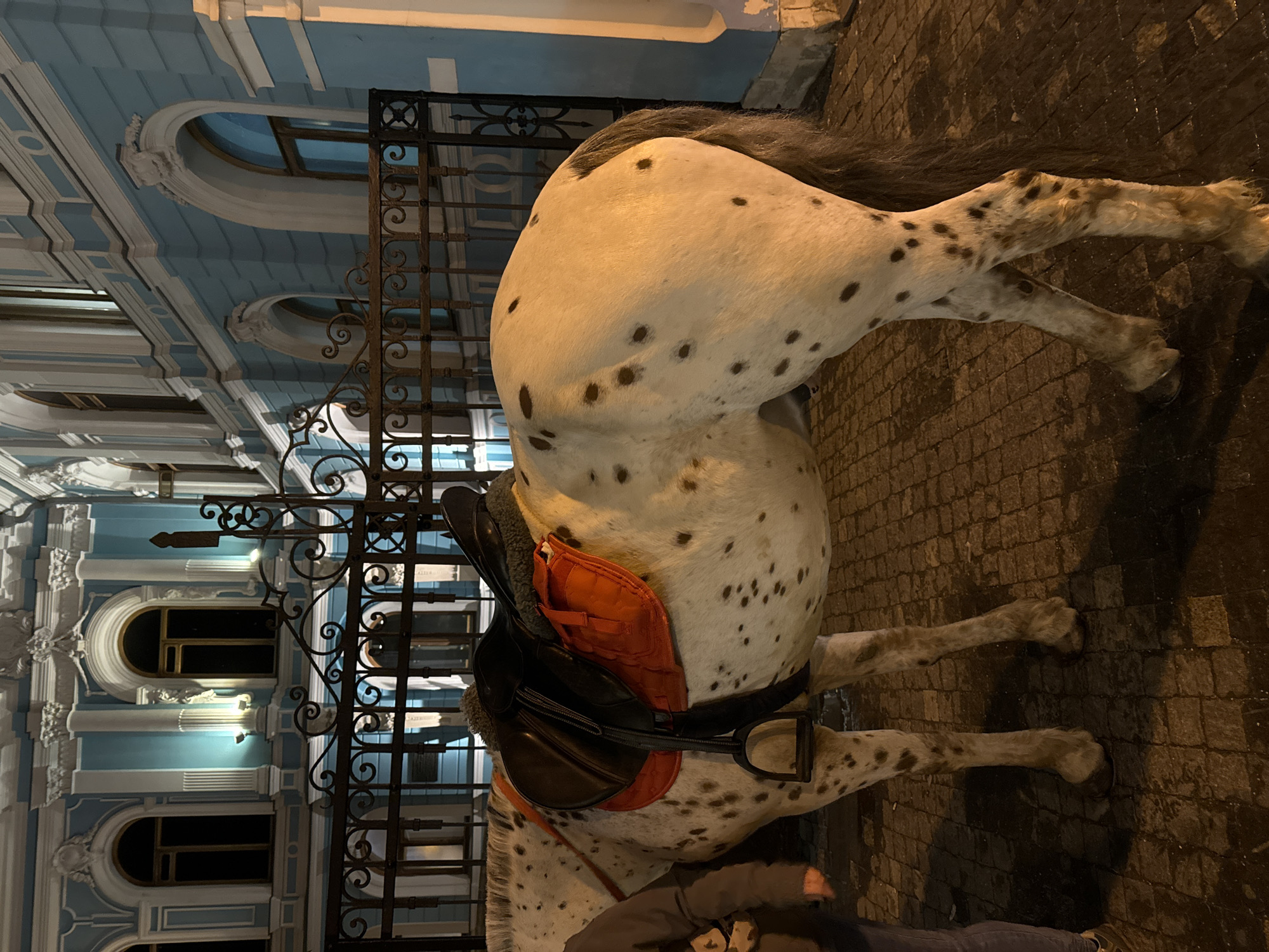 A horse is saddled and standing on a cobblestone street in front of an ornate blue building with arched windows. The building's architectural style is classical with decorative moldings and columns. A black wrought iron fence separates the horse from the building's facade. The horse is white with dark spots, a dark mane and tail. Part of a person is visible near the bottom of the frame. The scene is lit artificially, likely at night. This image shows the Stroganov Palace in Moscow, Russia.