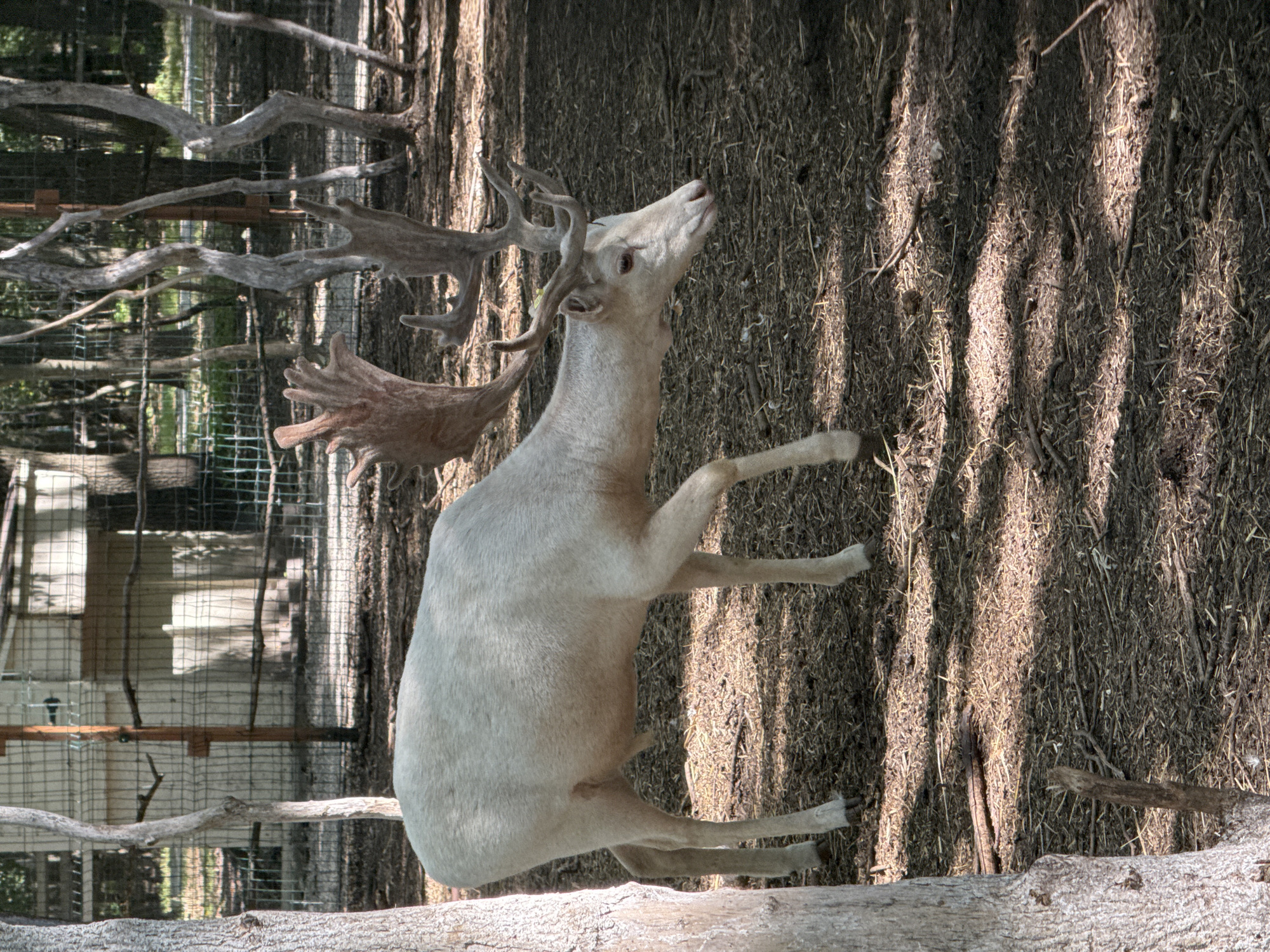 An albino deer stands in a dirt enclosure, its body angled to the right. The deer has large, multi-branched antlers, with one set prominently extending upwards and outwards. The enclosure is bordered by a wire fence with wooden posts, and behind it, a light-colored building with a peaked roof is visible. The ground is covered in dirt, dry leaves, and twigs, with dappled sunlight filtering through unseen trees, casting shadows across the scene. The environment suggests an outdoor enclosure, possibly at a zoo or wildlife park. The location is identified as Orlivshchyna, Ukraine.