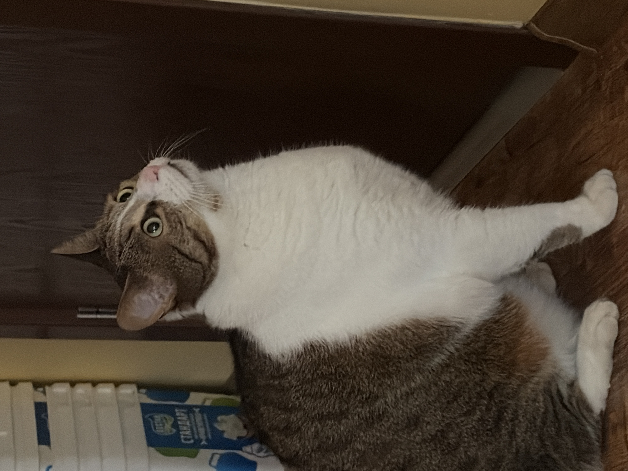 A tabby and white cat with green eyes sits on a wooden floor, looking upwards and to the right. The cat has brown and white fur and is positioned in front of a dark brown door. To the left of the cat is a stack of white boxes with blue and green labels. The environment appears to be indoors.