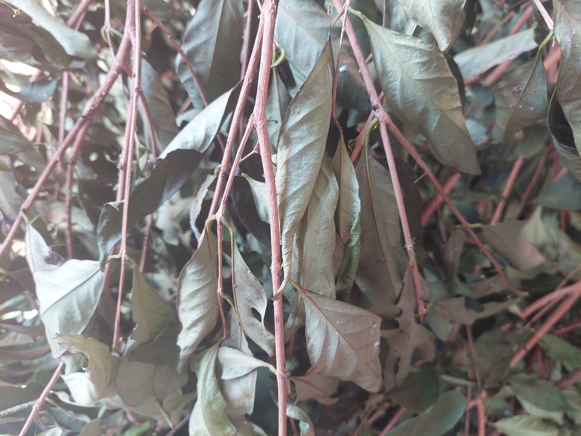 The image is a close-up, overhead shot of a pile of dried leaves and thin branches. The leaves are predominantly a dull, grayish-green, with some appearing to be curled or wrinkled. Thin, reddish-brown branches are interspersed throughout the pile, some of which have small, twig-like offshoots. The lighting suggests an outdoor environment, possibly a garden or a natural area, with a bright light source from above creating some highlights on the leaves. There are no people or discernible actions in the image. The overall impression is of natural debris, likely collected or fallen. The location in Jelutung, Indonesia is not visually indicated by any landmarks or context within the photograph.