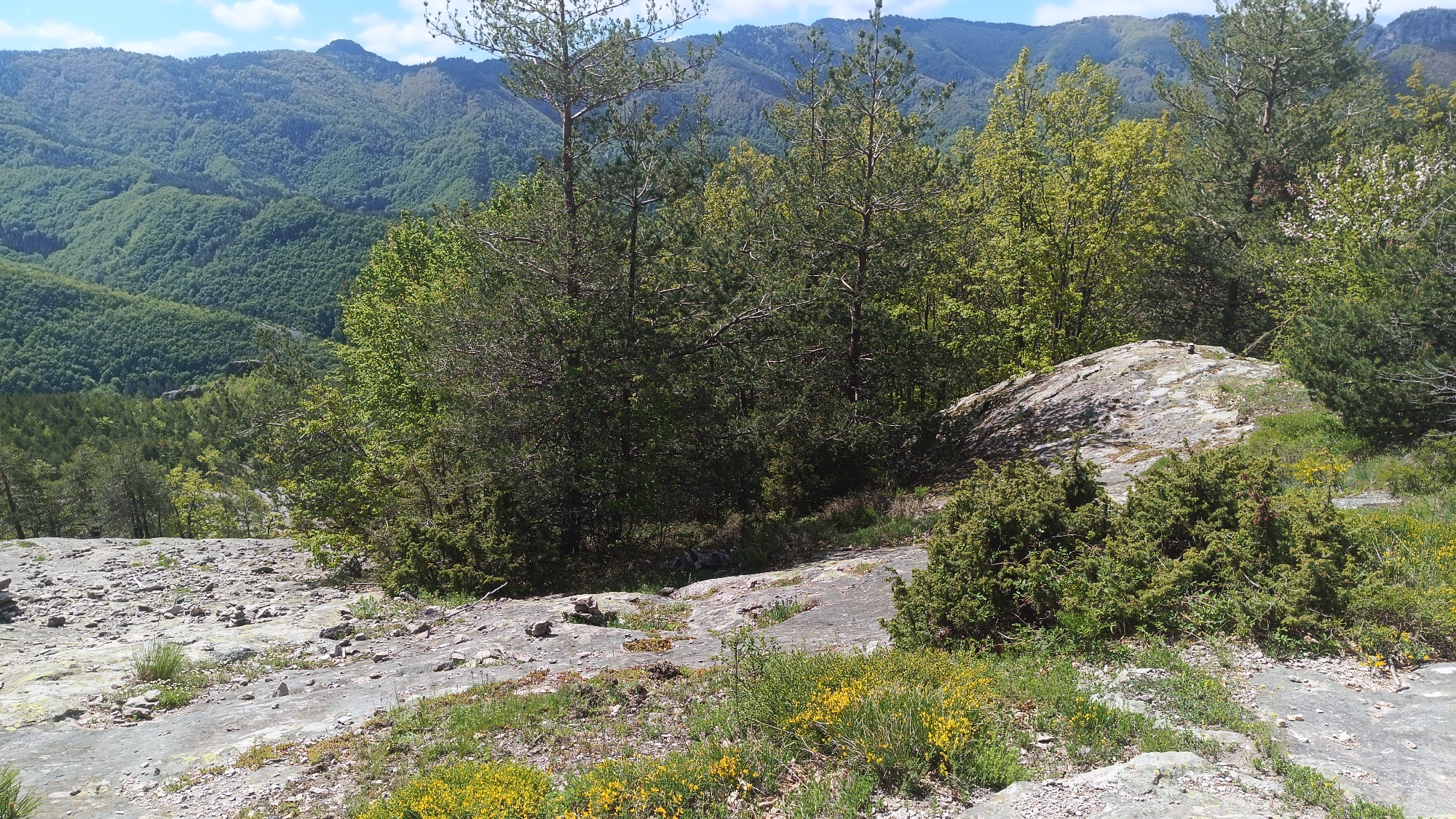 The image captures a natural scene in Sini Vrah, Bulgaria, featuring a rocky outcrop overgrown with vegetation. In the foreground, there's a flat, rocky surface covered with small stones, interspersed with patches of yellow flowers and low-lying green plants. A small, dense evergreen shrub sits on the right side. Behind the foreground, the terrain drops off, revealing a dense forest of green trees. Several tall pine trees stand out in the midground, their trunks visible among the foliage. A large, grey boulder is situated behind the shrub on the right. In the background, a series of mountain ranges extend into the distance, covered in dense, green forests under a blue sky with scattered clouds.