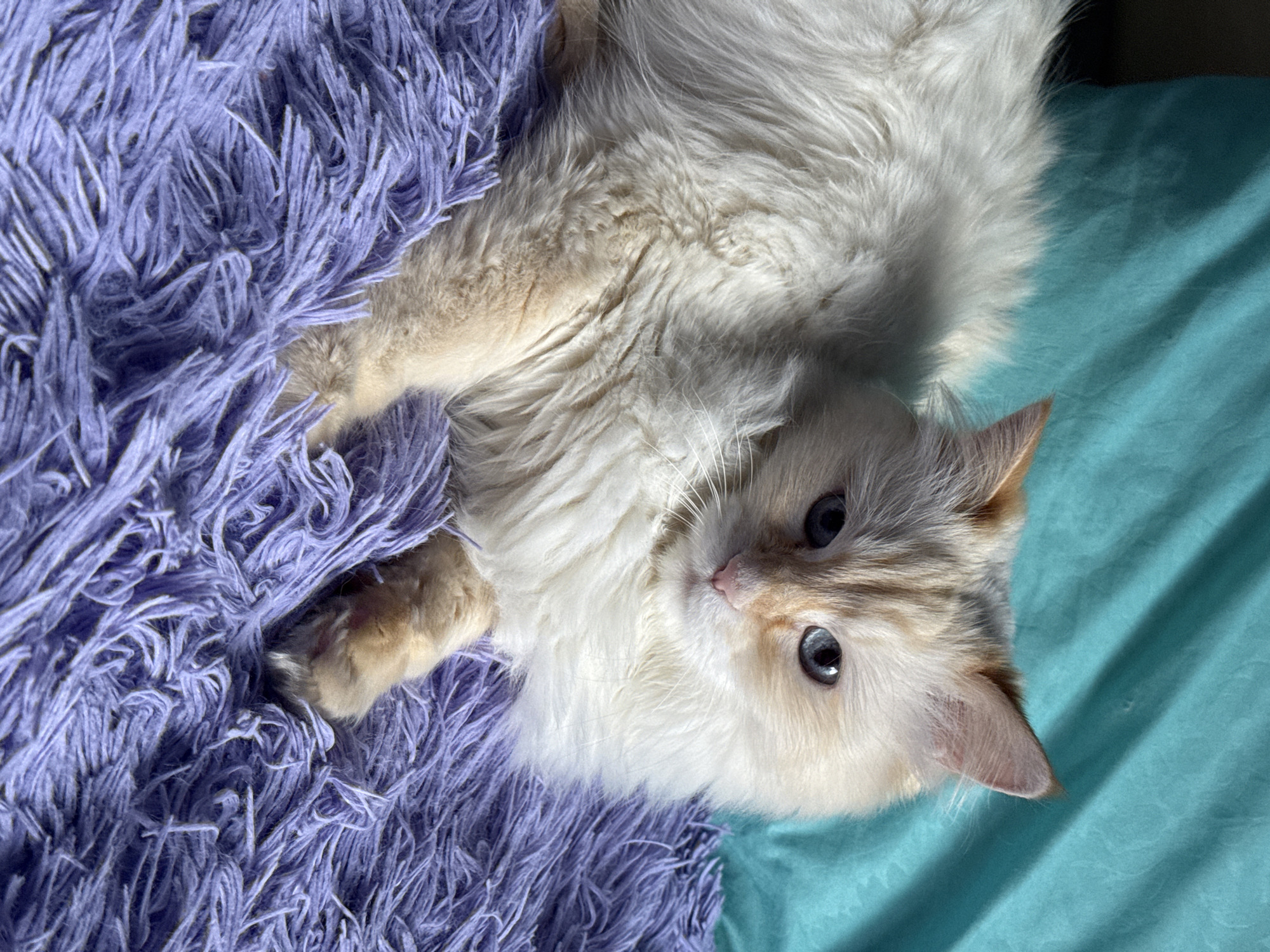 A pale, fluffy cat with blue eyes lies on a plush, purple blanket and a turquoise sheet. The cat is mostly white with tan markings on its face, ears, and paws. The lighting suggests it's indoors, with light coming from one direction. There is no indication of the location being Chaikovsky, Russia, or any information about people, actions, or interactions.