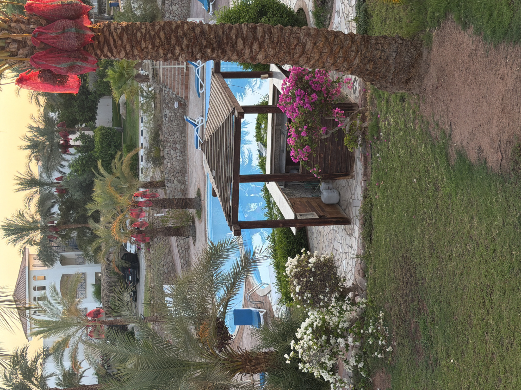 The image depicts an outdoor resort area in Sharm El Sheikh, Egypt, likely during the golden hour given the warm lighting. In the foreground, a large palm tree trunk is visible on the right side of the frame. To the left of the palm tree, a grassy area transitions into a paved pathway made of interlocking stones. Adjacent to the pathway is a vibrant pink flowering bush and a tree adorned with white blossoms.
Further into the scene, a wooden bar structure with a thatched roof is situated beside a swimming pool. The pool is filled with clear blue water, and a set of steps with a handrail leads into it. Blue lounge chairs are arranged around the pool area. In the background, a white building with arched windows and a tiled roof is visible, surrounded by palm trees. Several palm trees in the image have bunches of dates covered in red mesh bags. Cars are parked on a paved area near the building. The overall environment suggests a tropical resort setting.