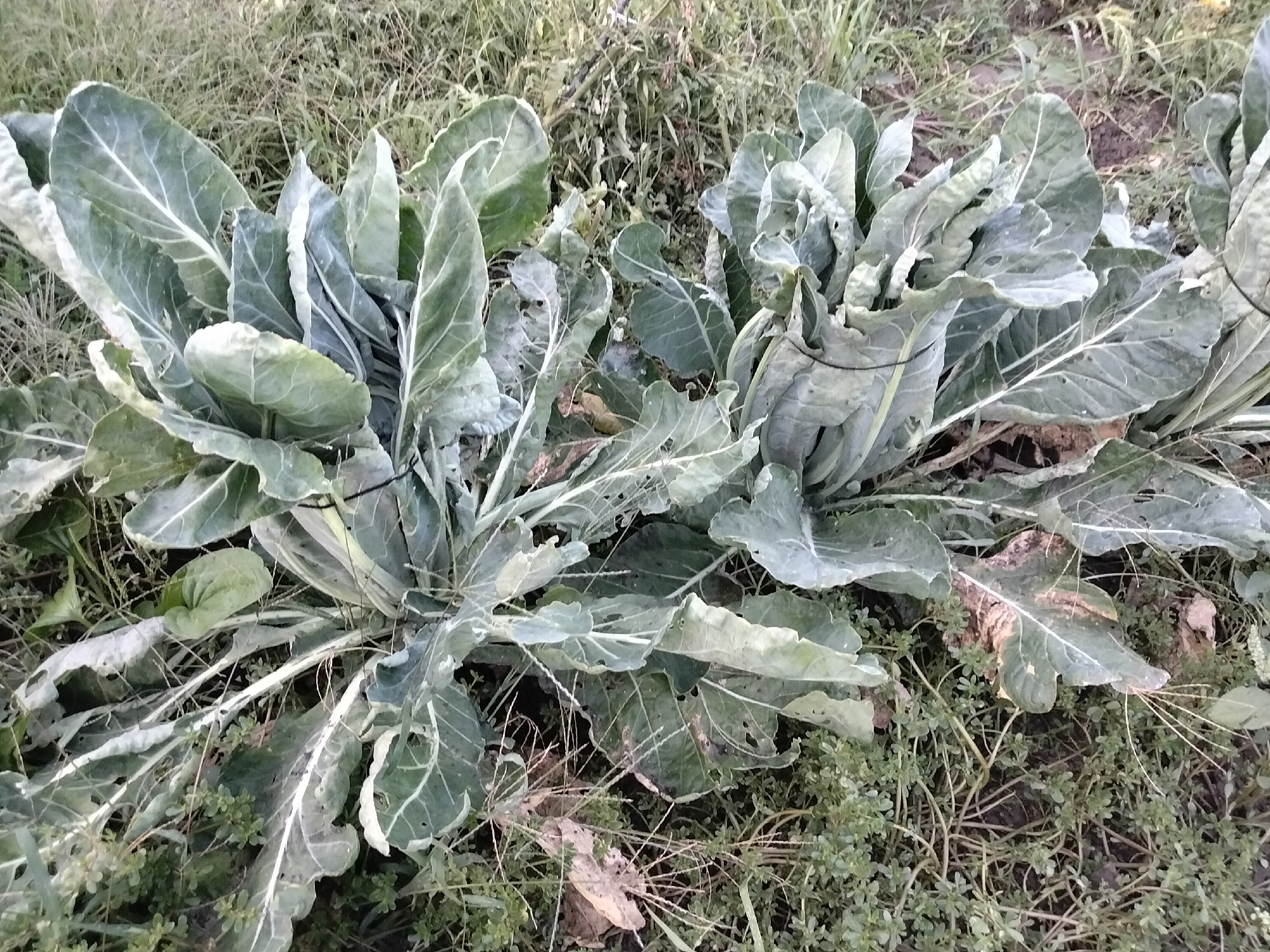 Two large, leafy green plants, likely cabbage or a similar brassica, are shown in an outdoor setting. The plants are situated in what appears to be a garden or field, with dry grass and soil visible around them. The leaves of the plants are broad and have prominent veins. The overall impression is of healthy, mature vegetables growing in their natural environment. The image does not contain any people or specific structures that would indicate a city location.
