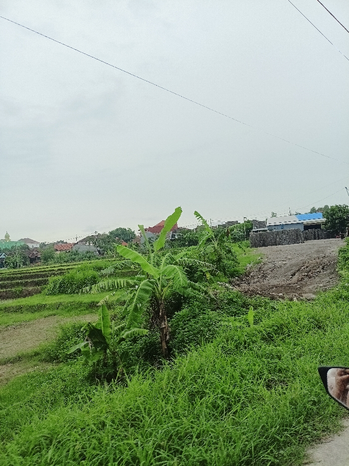 The image displays a vibrant green rural landscape in Kecamatan Mojosari, Indonesia, under an overcast, light grey sky. In the foreground and midground, lush green grass and dense foliage dominate the scene. A prominent banana tree stands near the center, surrounded by smaller plants and bushes. To the left, a series of terraced agricultural fields, likely rice paddies, are visible, some appearing fallow or recently cultivated.
In the background, a cluster of houses and buildings can be seen, suggesting a village or small settlement. One building on the far left has a distinctive green dome, possibly a mosque. Towards the right side of the image, there's an area of disturbed earth, resembling a construction site, with stacks of what appear to be bricks or concrete blocks. Some buildings in this area have blue or red-tiled roofs. Thin power lines are visible stretching across the top portion of the cloudy sky.
In the bottom right corner, a small part of a vehicle's side mirror is visible, showing a reflection of what appears to be a person's arm or hand, indicating the photograph was taken from inside or on a vehicle. The overall impression is a serene, verdant daytime scene in a semi-rural Indonesian setting. No specific activity or event is taking place, and no visible text is present.