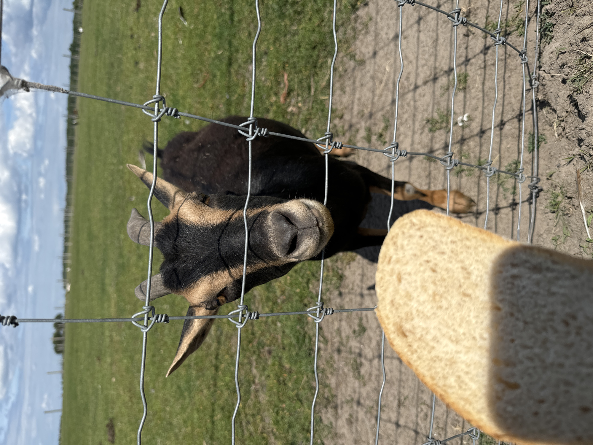 A close-up shot focuses on a goat looking through a wire fence towards a piece of bread held by an unseen hand. The goat, a mix of black and tan fur, has small horns and is positioned behind the fence. In the background, a grassy field stretches towards a slightly overcast sky, with sparse trees visible in the distance. The ground is a mix of dirt and sparse grass. The image does not provide any information to indicate the location is in Kostiantynivka, Ukraine.