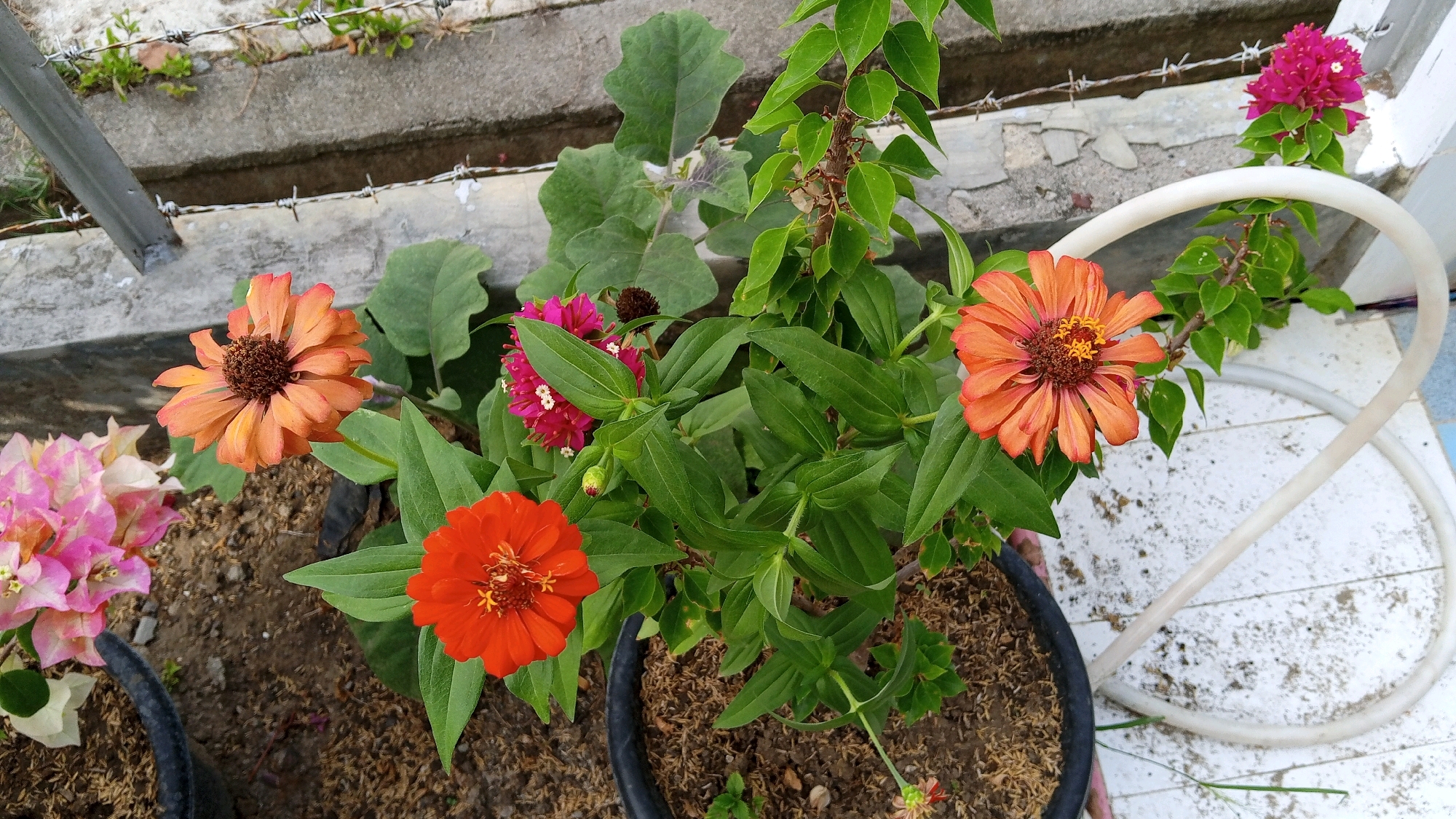 In Cotpeutek, Indonesia, an outdoor scene features several potted plants with vibrant flowers, including orange and red zinnias and pink bougainvillea. The plants are situated in black plastic pots filled with dark soil and mulch. In the background, a concrete wall with barbed wire runs along the top, with some sparse vegetation growing near it. A white hose is coiled on a white surface next to the plants. The overall impression is of a garden or an outdoor planting area.