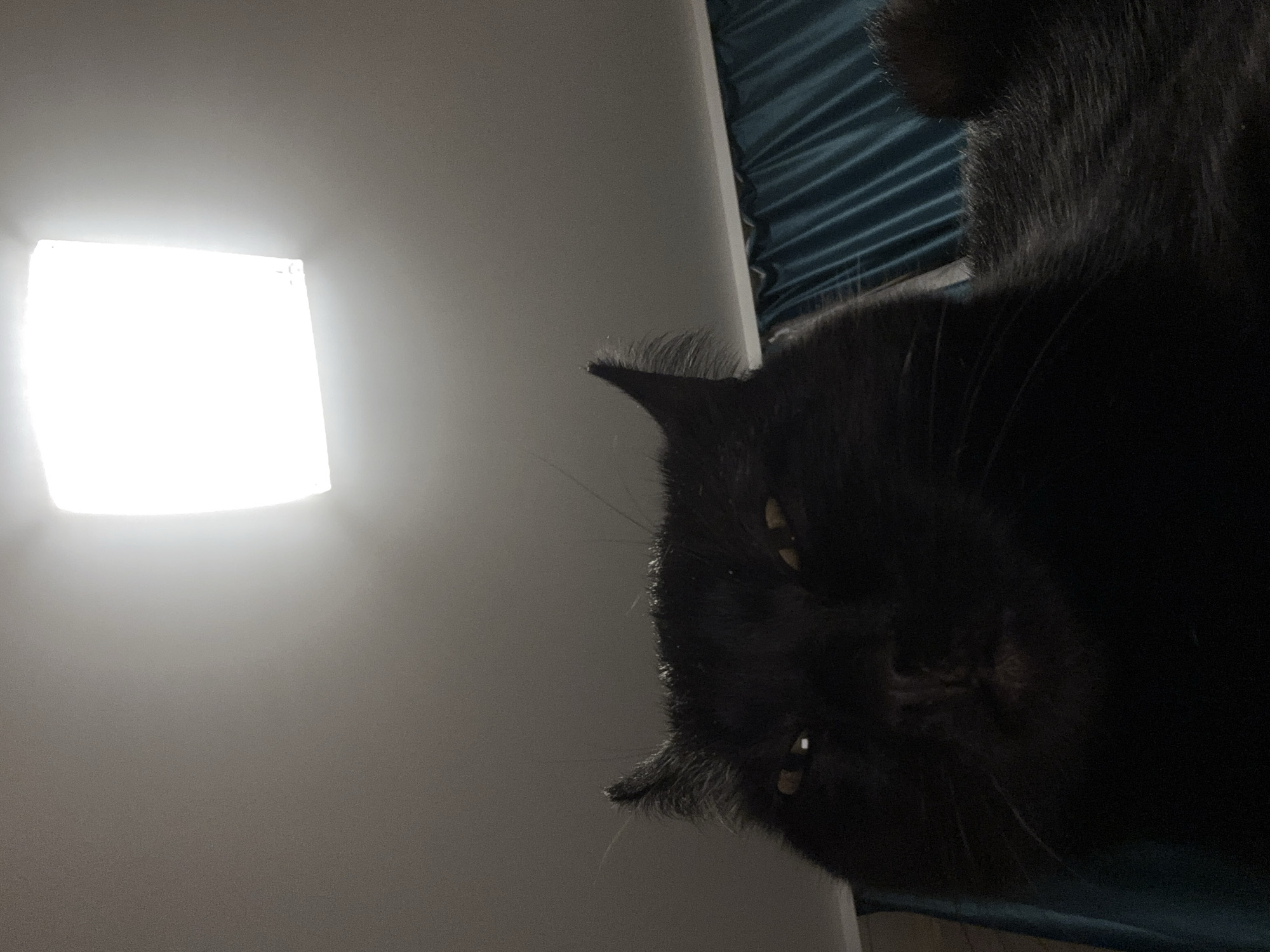 A close-up, slightly off-center, low-angle shot features a black cat, likely lying down, positioned against a white wall with a bright, square light fixture affixed to it. The cat's face is predominantly in focus, revealing its features – small, yellowish eyes, a wet nose, and whiskers. The background also includes a section of a blue, textured surface (likely a bed or other soft furnishing) behind the white wall. The image is lit from above. The location of the image is Марковский, Russia.