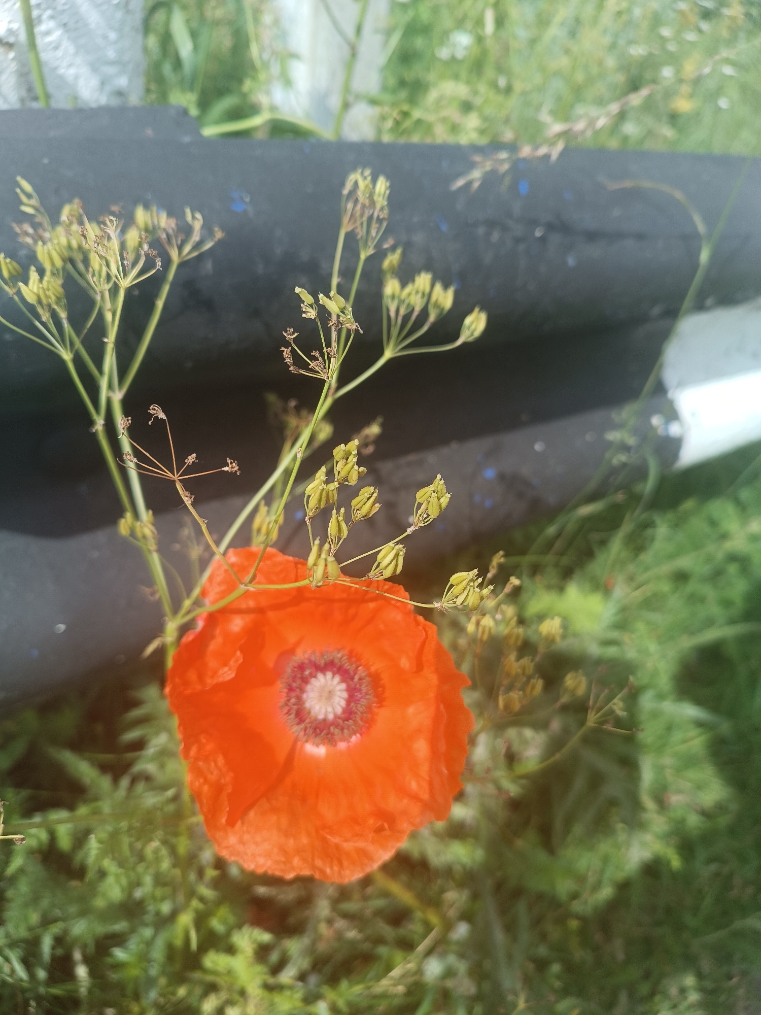 The image captures a close-up view of a vibrant orange poppy flower in full bloom, its petals unfurling to reveal a dark-red and white center. Delicate, wispy seed heads with small green pods are clustered around the poppy. The flower is set against a blurred background of green foliage, suggesting an outdoor environment. Partially visible in the upper portion of the image is a dark, textured object, possibly a road barrier or a railing, which is also out of focus. The scene appears to be a natural setting, likely in a park or roadside, given the presence of vegetation and the barrier. The lighting indicates a sunny day. There are no people or animals visible in the frame.