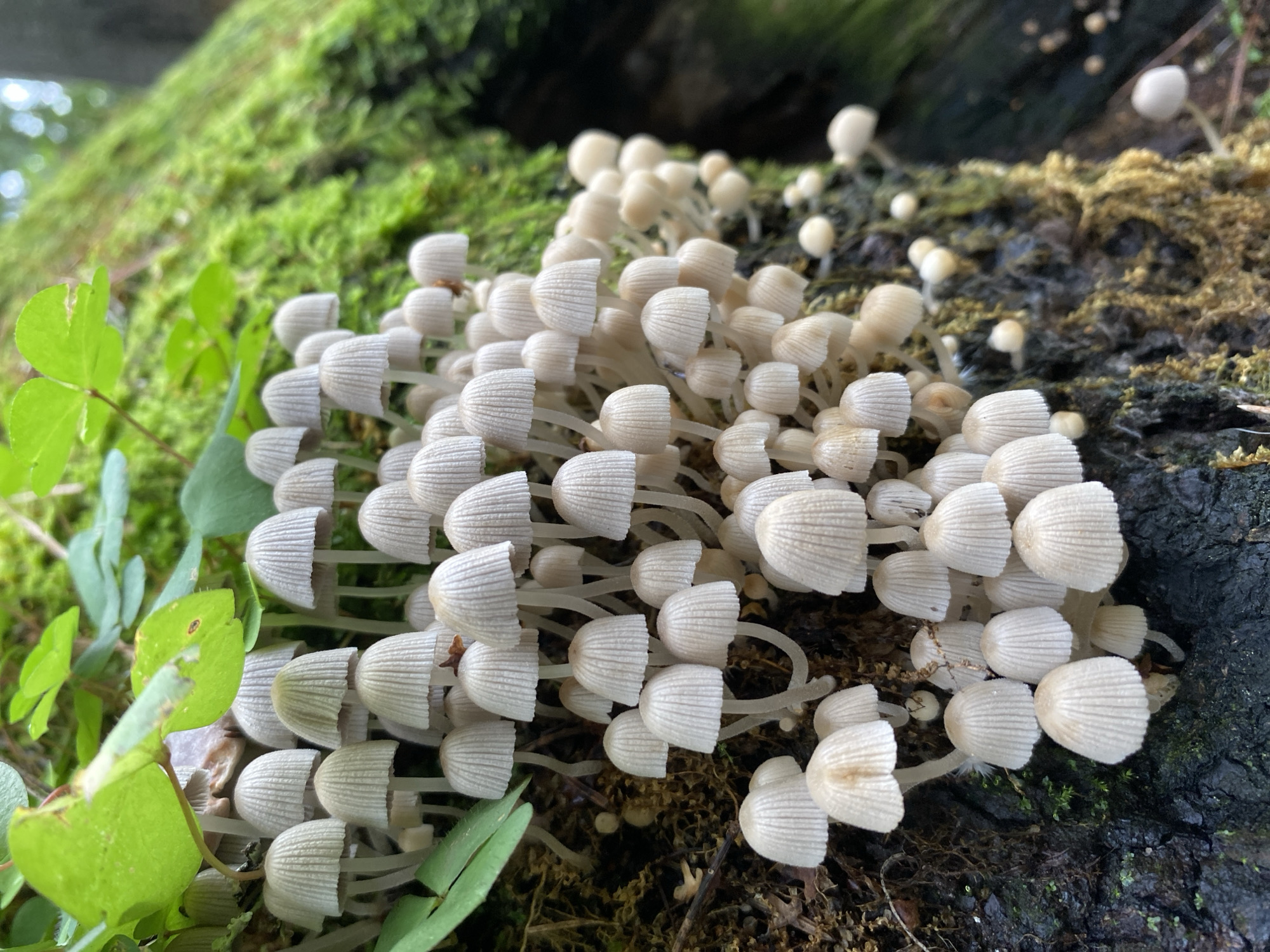 A cluster of small, pale mushrooms, likely of the Coprinellus genus, grows on the dark bark of a tree stump covered in vibrant green moss. The mushrooms have delicate, ribbed caps that are mostly conical or bell-shaped, with some beginning to flatten out. Their stems are thin and white. Green clover leaves are visible in the upper left portion of the image, interspersed with the mushrooms. The background shows more mossy tree bark, with some areas appearing brighter green and others darker and out of focus. The scene is set in a natural, wooded environment. The specific location in Noviy, Russia is not determinable from the image alone.