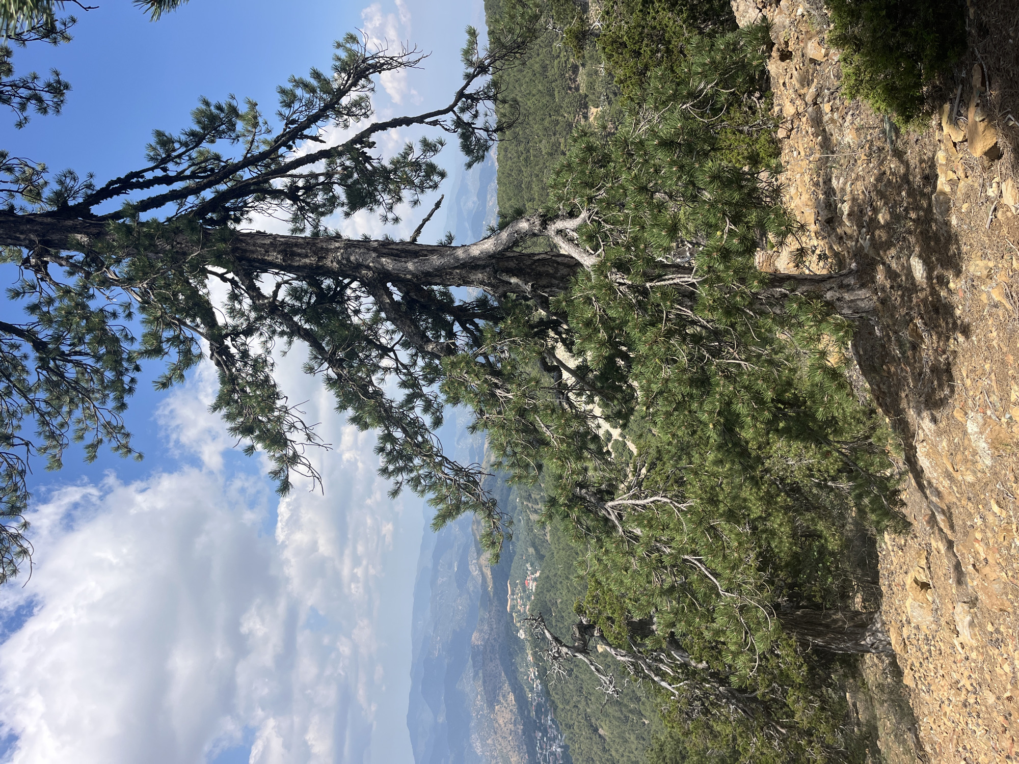 This is a medium-shot, eye-level, outdoor photograph taken on a sunny day in Prodromos, Cyprus. The foreground features a large pine tree with a thick, textured trunk and gnarled branches covered in green needles. The ground is covered in dry, rocky soil with scattered stones and pine needles. The middle ground shows a dense forest of pine trees and other green vegetation. In the background, a valley unfolds with rolling hills covered in greenery and a distant village or town with red-tiled roofs. The sky is a vibrant blue with scattered white cumulus clouds. The scene evokes a sense of natural beauty and tranquility. There are no people or animals visible in the image.