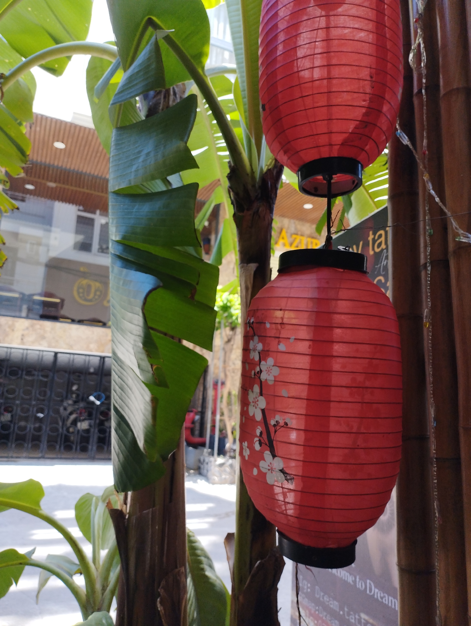 The image captures a close-up view of two red paper lanterns hanging outdoors, seemingly in a tropical or subtropical environment. The foreground is dominated by the vibrant green leaves of a banana plant, with one large leaf spiraling downward. One lantern, closer to the viewer, is decorated with delicate white cherry blossoms and black branches, while the other, positioned higher and slightly out of focus, is a plain red. The lanterns are suspended by dark wires or strings.
In the background, a bamboo-like structure with vertical elements is visible to the right of the lanterns. Behind the foliage and to the left, a building facade with glass windows and awnings can be seen, suggesting an urban setting. A dark, patterned metal gate or fence is also visible in the mid-ground, with hints of what might be a motorcycle parked behind it. A sign with text, partially obscured, is present behind the lower lantern. The overall impression is that of a street-side establishment, possibly a shop or restaurant, in Nha Trang, Vietnam, given the characteristic tropical foliage and the likely presence of such businesses in the city. The lighting suggests it is daytime. There are no people clearly visible in the image.