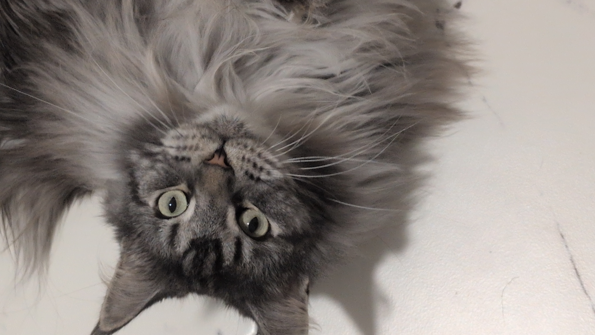 A close-up, slightly tilted overhead shot shows a fluffy, grey Maine Coon cat lying on a white surface. The cat's head is angled upwards, revealing its large, light green eyes with dark pupils. Its fur is long and grey with darker tabby markings on its face and ears. The cat's nose is a light pink color, and its whiskers are long and white. The background is a plain white surface, likely a table or floor, with some subtle shadow and texture. There is no indication of the cat's location in Izmail, Ukraine, or any other urban setting.