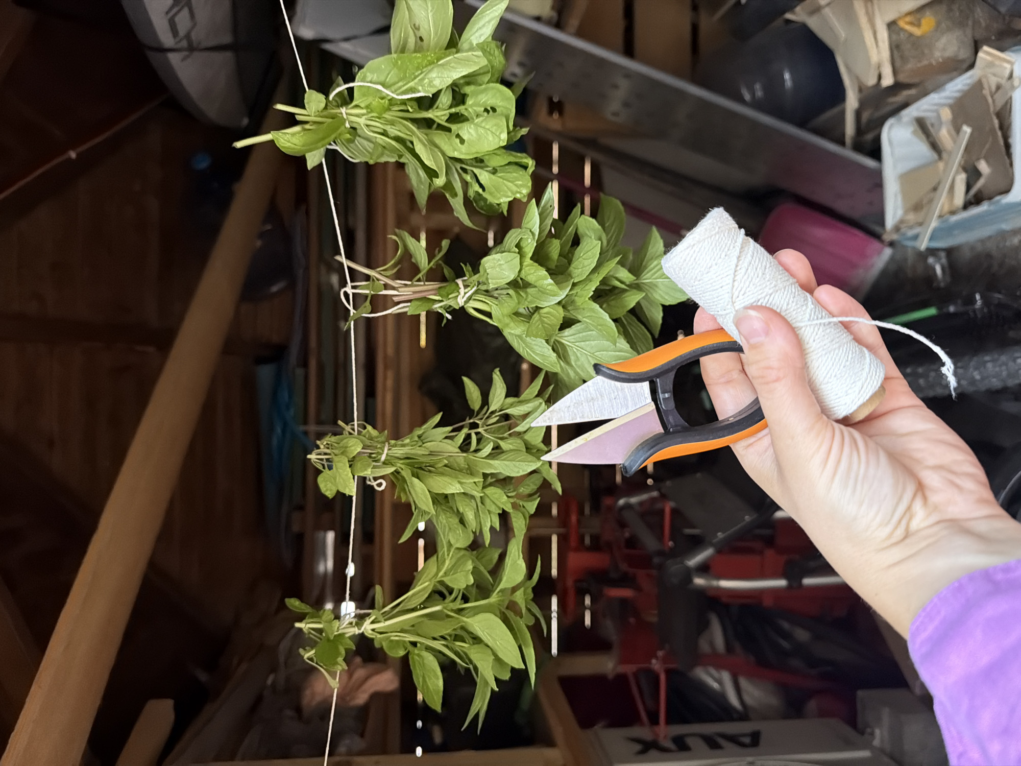 The image shows a person's hand, wearing a purple sleeve, holding a spool of white twine and a pair of orange-handled scissors. In the background, several bunches of green herbs, likely basil, are hanging upside down from a wire string. These herbs are suspended in what appears to be a shed or workshop, with wooden beams and cluttered storage visible. The scene is dimly lit, suggesting an indoor environment. There is no visible indication of the location being in Gangloff, Germany.
