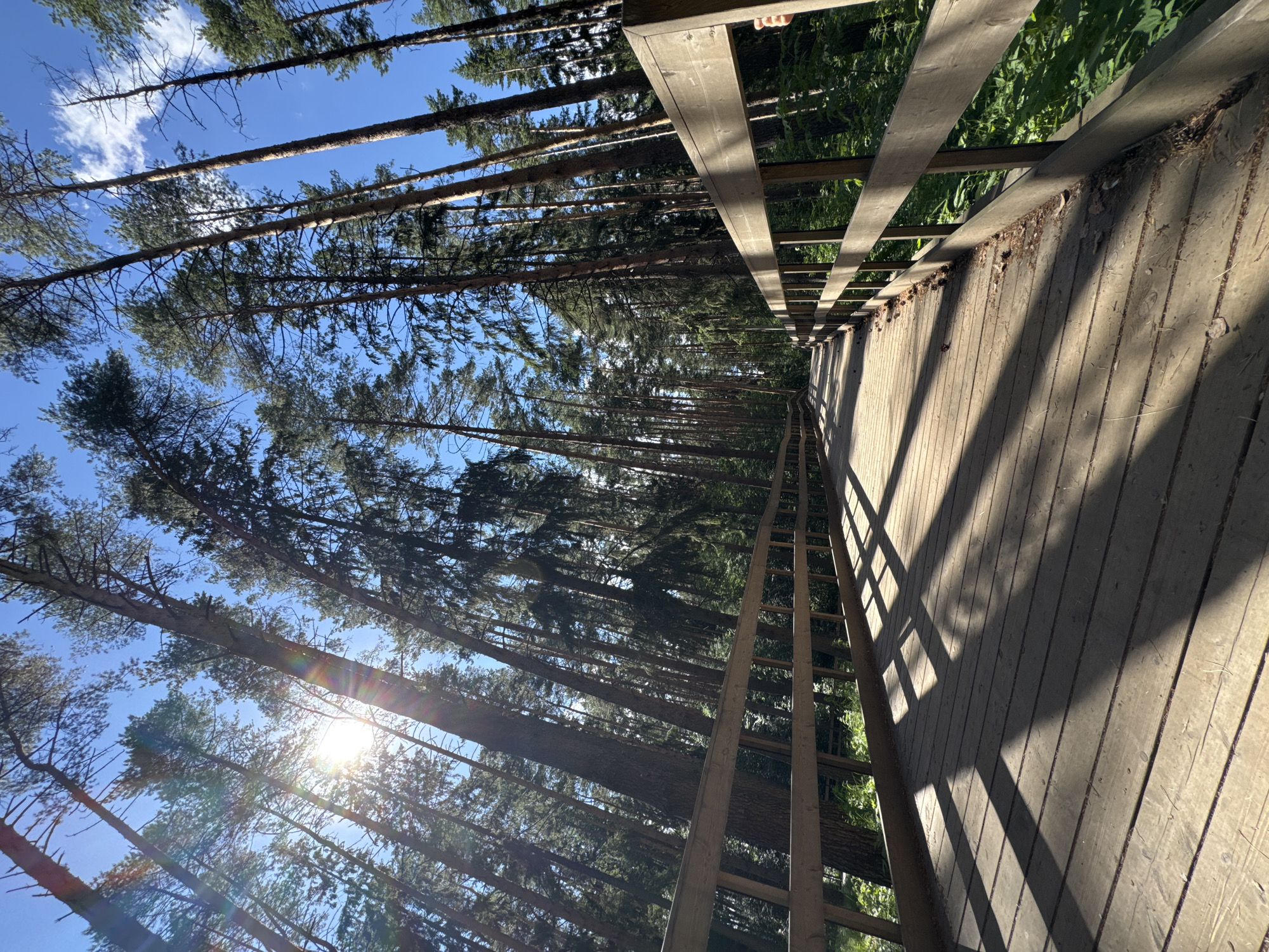 The image shows a wooden boardwalk winding through a dense pine forest. Tall, slender pine trees with dark green needles reach towards a clear blue sky, with the sun shining brightly through the branches, creating lens flare. The boardwalk has wooden planks laid across it, and a wooden railing runs along the right side. Shadows of the railing are cast diagonally across the planks, suggesting the sun is low in the sky, possibly late afternoon. The forest floor is not clearly visible, but hints of green foliage can be seen in the background. The overall scene evokes a sense of peace and tranquility, characteristic of a walk in nature. There is no visible text or people in the image, but a hand can be seen at the top right edge of the frame, suggesting the photo was taken by someone standing on the boardwalk. The location is Votkinsk, Russia.
