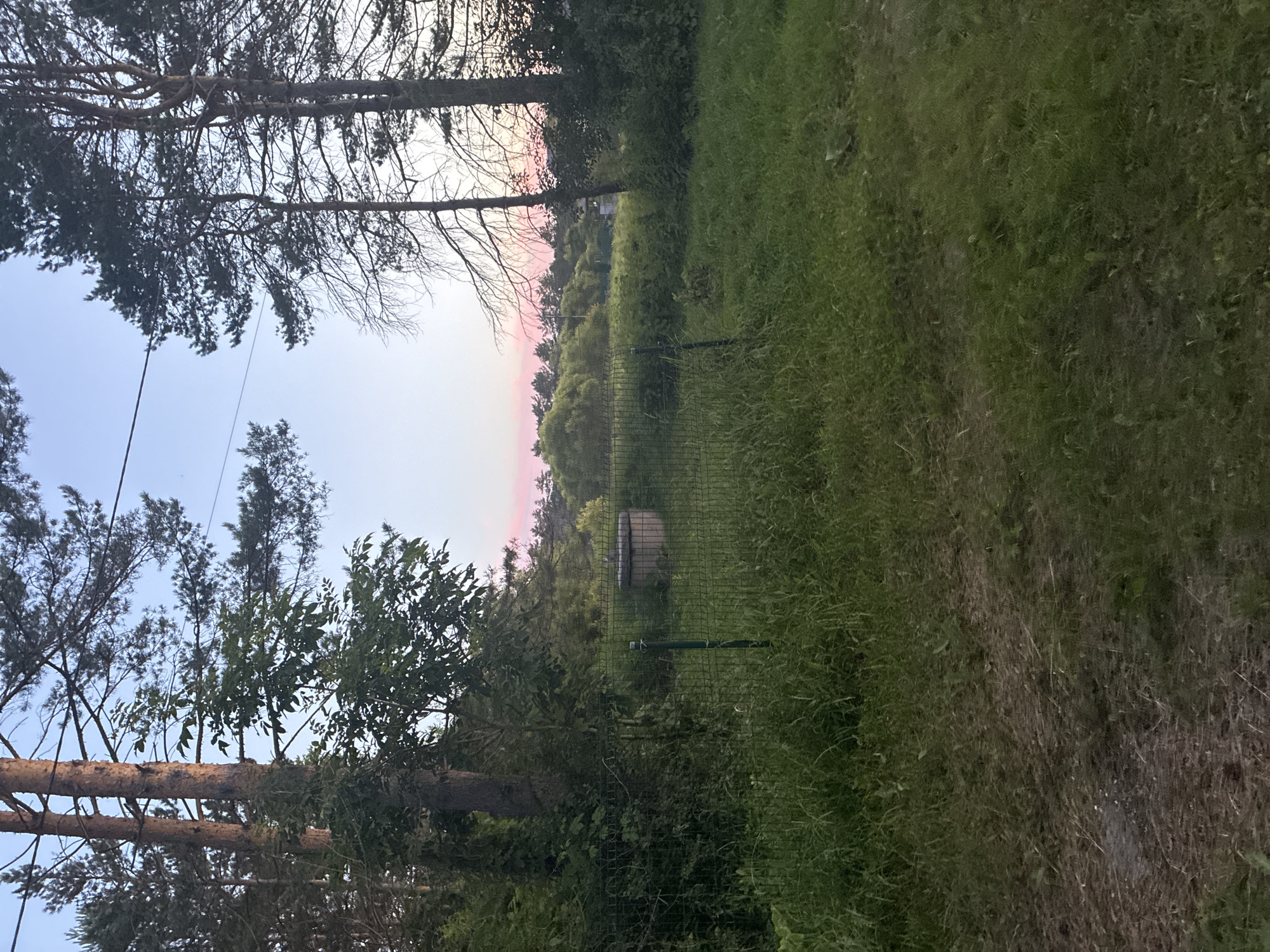 The image depicts a rural scene at dusk in Gornye Kljuchi, Russia, with tall pine trees framing a sky tinged with pink and blue hues. In the foreground, a chain-link fence encloses an area with tall, overgrown grass. Beyond the fence, a concrete wellhead is visible, surrounded by dense vegetation. The overall impression is one of natural, untamed landscape at the edge of twilight.