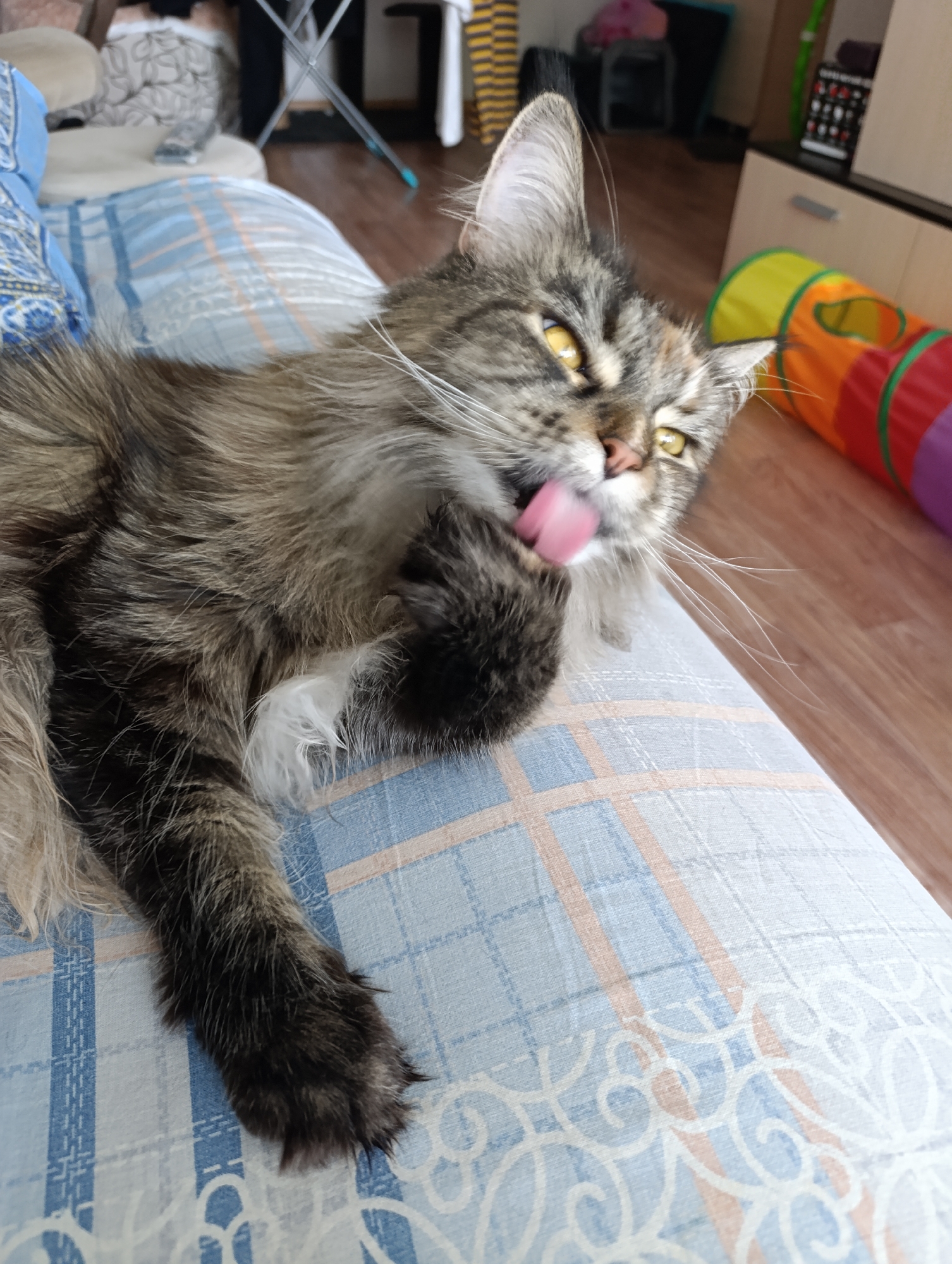 A medium shot shows a brown and gray tabby cat with yellow eyes lying on a blue and white patterned surface, possibly a bed or couch. The cat is grooming itself, with its left forepaw raised to its mouth and its pink tongue extended to lick the paw. The cat's fur is long and fluffy, and its whiskers are prominent. In the background, there is a wooden floor and furniture, including a cabinet and a colorful tunnel toy. In the distance, part of a person and a laundry rack are visible. The location appears to be indoors, possibly in a home, in the city of Unknown, Unknown.