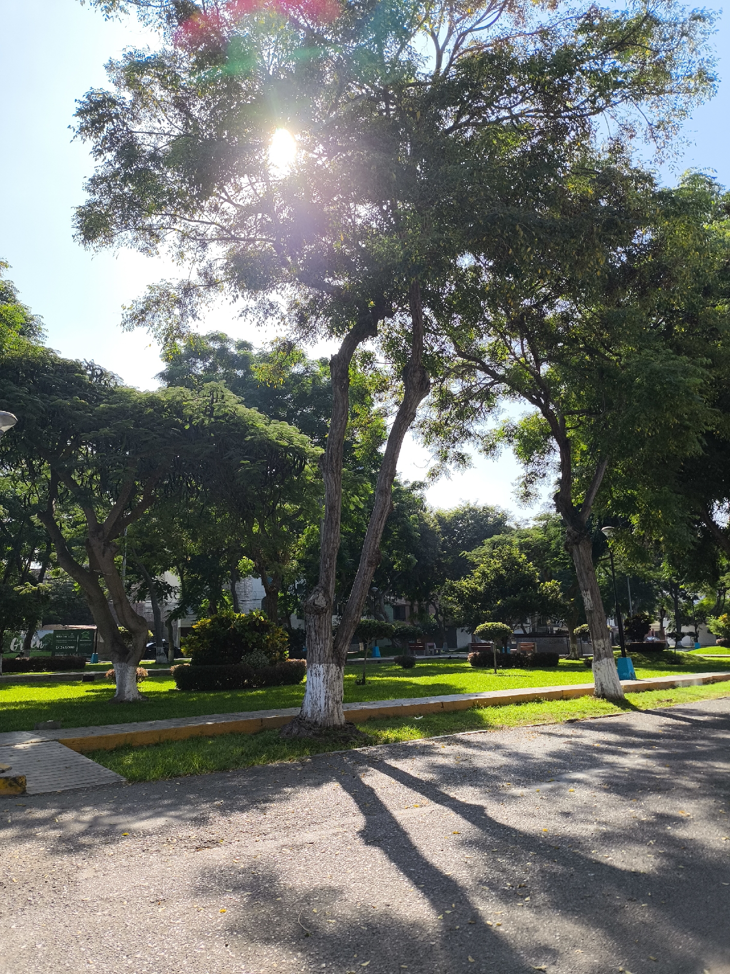 The image shows a park in Víctor Larco Herrera, Peru. The foreground is a paved area with tree shadows cast across it. Beyond the paved area is a strip of grass bordered by a low yellow curb. Several trees with whitewashed lower trunks are visible. Behind the trees is a green lawn with benches, bushes and other trees. The sky is visible through the trees. The sun is shining brightly through the leaves, creating lens flare. No people are visible in the image.