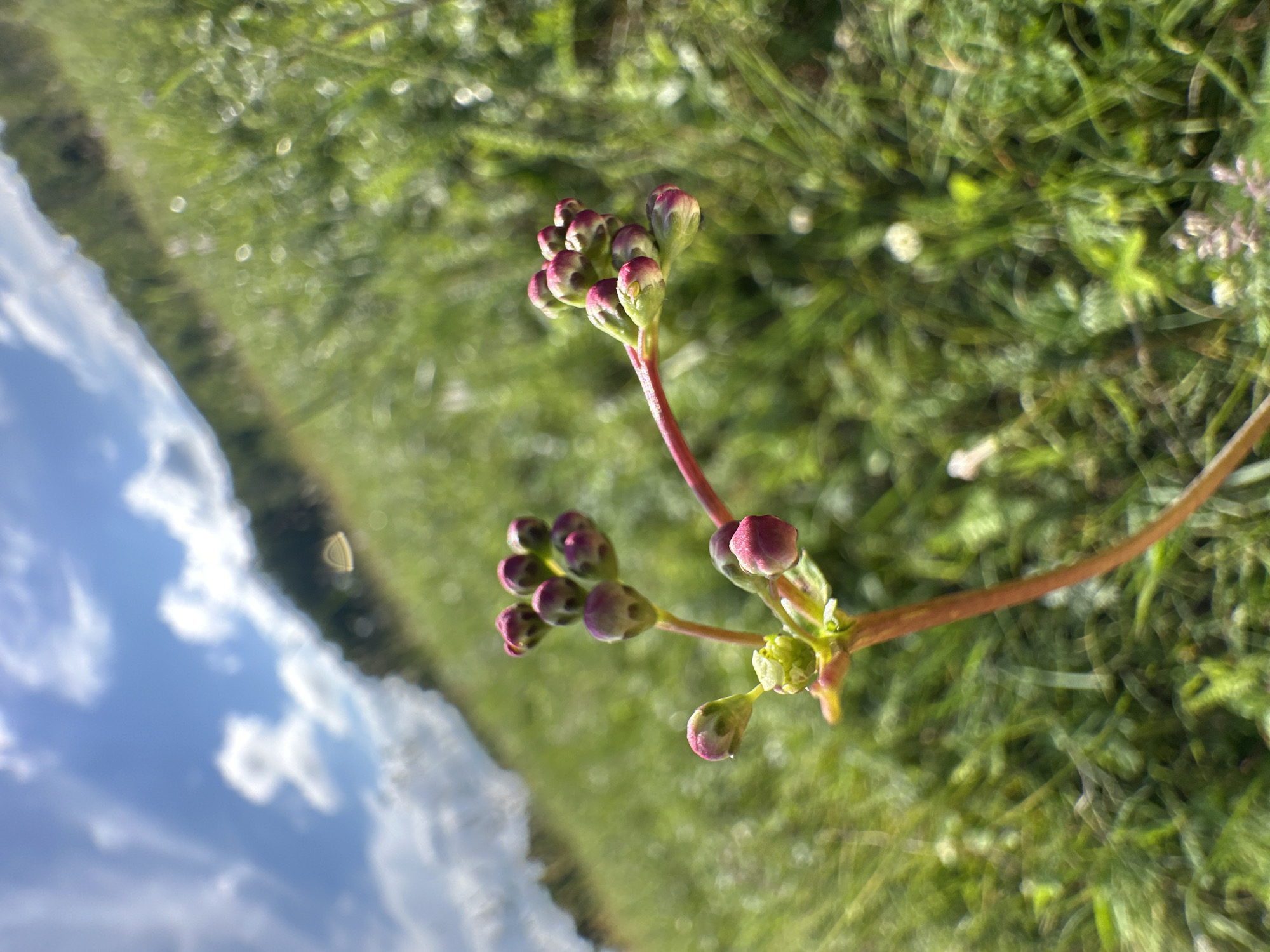 The image depicts a close-up view of a plant with numerous small, pinkish-purple buds, possibly a species of _Claytonia_. The plant is positioned in the foreground, with its stem a reddish-orange color. It is situated in a grassy area with a blurred background of more green grass, a tree-lined hill, and a bright blue sky with scattered white clouds. The focus is sharp on the plant's buds, while the surrounding environment is out of focus, creating a bokeh effect. The overall impression is that of a bright, sunny day in a natural outdoor setting. The location is identified as Unknown, Unknown.