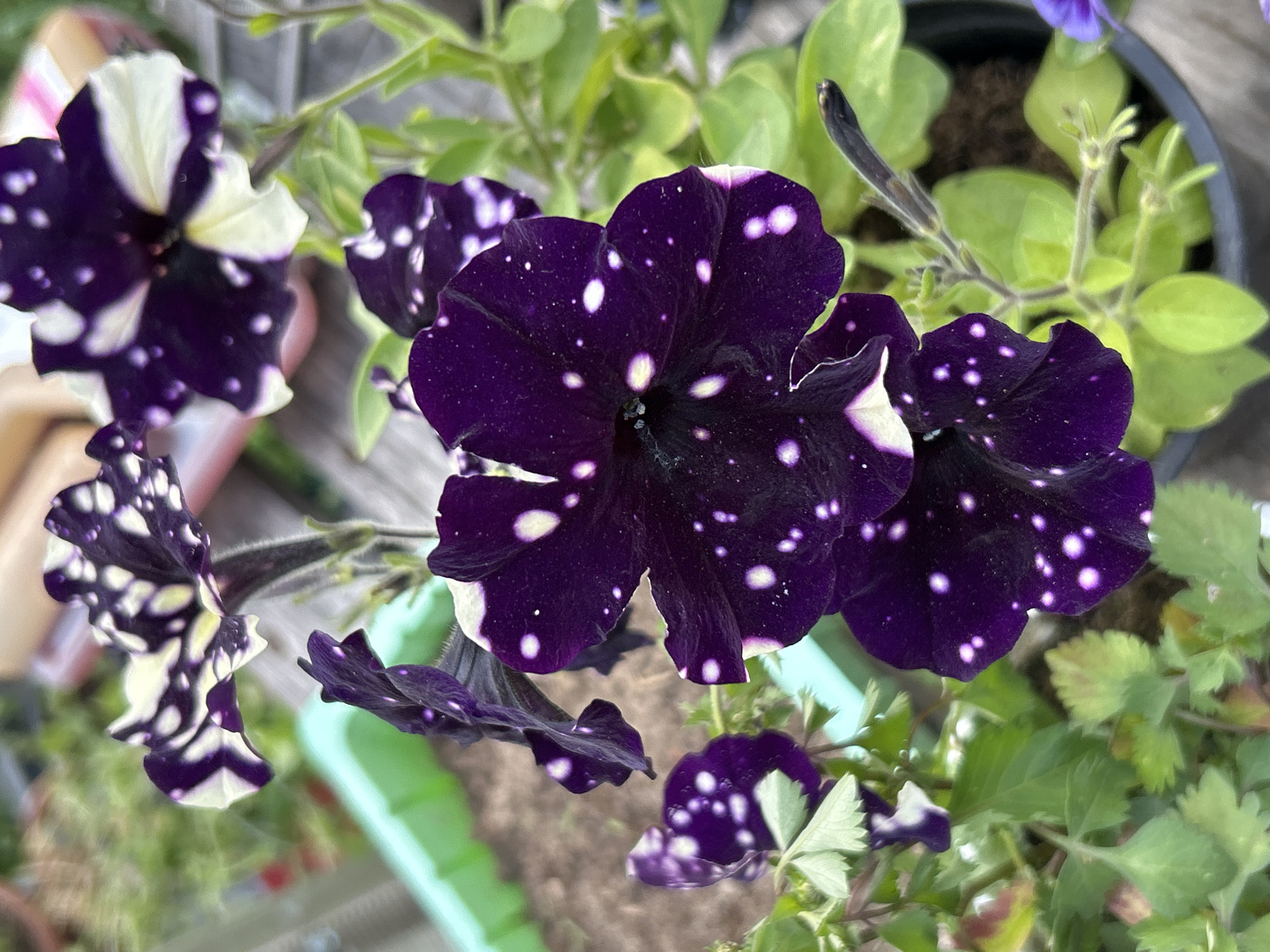 The image features a close-up view of several dark purple petunia flowers with white speckles, resembling a starry night sky. The flowers have a velvety texture and their petals are slightly ruffled. Some of the flowers are fully bloomed, while others are still developing or wilting. The background is a blur of green leaves and brown soil, suggesting the flowers are in a garden or pot. A light green plastic container is partially visible at the bottom, possibly holding the plants. The lighting suggests it is daytime, and the overall mood is peaceful and natural. There is no visible text in the image. The context of Chaikovsky, Russia, implies this scene likely takes place outdoors in a temperate climate during the warmer months.
