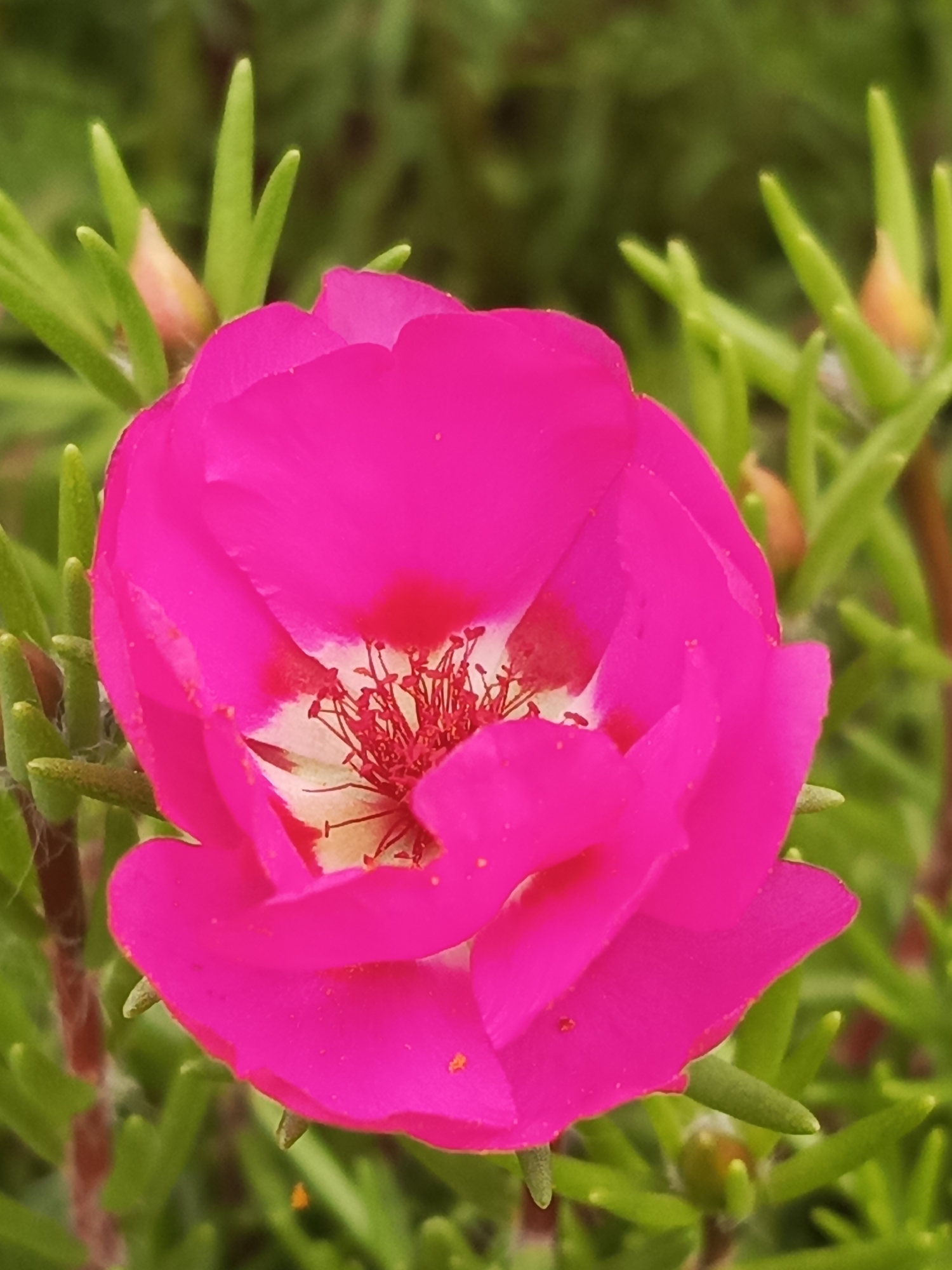 A bright pink flower with white accents and a cluster of red stamens in the center is shown in a close-up, vertical shot. The flower is surrounded by green, needle-like leaves and some unopened buds. The background is blurred green foliage.