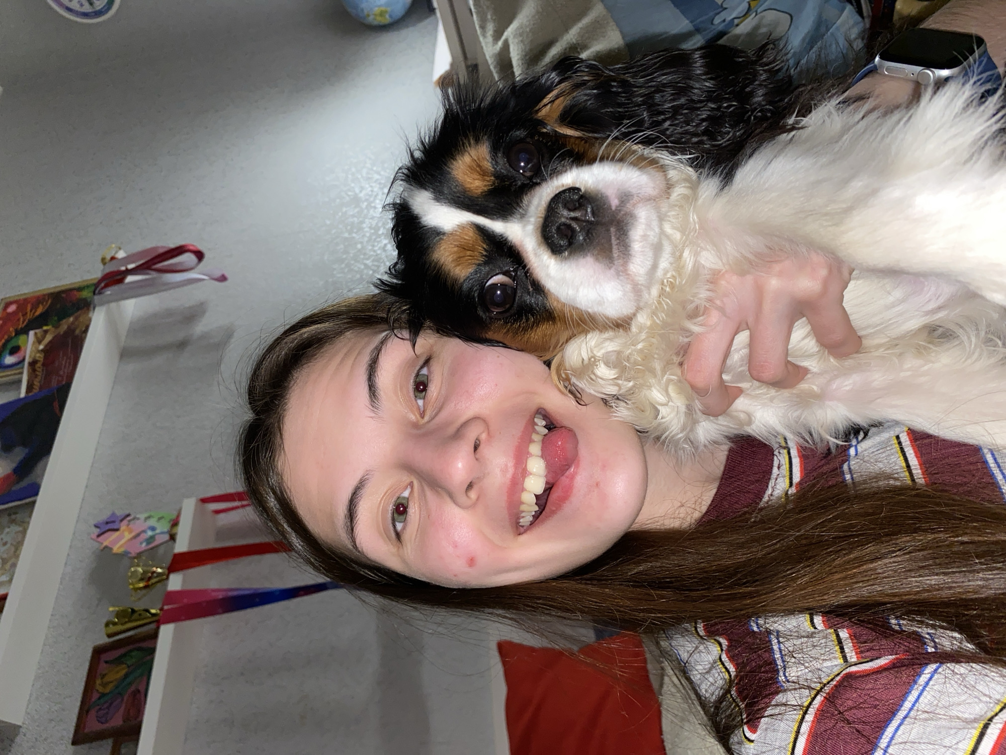 A cheerful indoor selfie features a young person and a tricolor Cavalier King Charles Spaniel. The image is captured with the subjects tilted, suggesting a horizontally held phone during a vertical shot.
The young person, likely female, has long brown hair and green/hazel eyes. She is smiling broadly, with her tongue playfully extended, conveying a sense of happiness and lightheartedness. She wears a striped shirt with maroon, white, blue, and yellow patterns. Her hand is visible, gently holding the dog close. A silver-colored smartwatch with a blue band is visible on her wrist, partially obscured by the dog.
The dog, a tricolor Cavalier King Charles Spaniel, is snuggled against the person's face, its head tilted. It looks directly at the camera with large, dark, expressive eyes, showcasing its black, tan, and white fur markings. The dog appears fluffy and well-cared for.
The background indicates a home setting. A light gray, textured wall forms the primary backdrop. On the left, a white shelf displays various decorative items, including red, red and white, and blue and pink gradient ribbons, possibly awards or craft items, along with a star-shaped cutout and some gold-colored objects. A small framed picture depicting colorful tulips is visible below the shelf. A portion of a blue globe can be seen in the top left corner. Behind the dog, a blue and white patterned fabric (possibly a blanket or pillow) is visible, and a red cushion or pillow rests in the bottom right. The overall atmosphere is warm, affectionate, and playful. There is no visible text. The location context for this scene is Votkinsk, Russia.